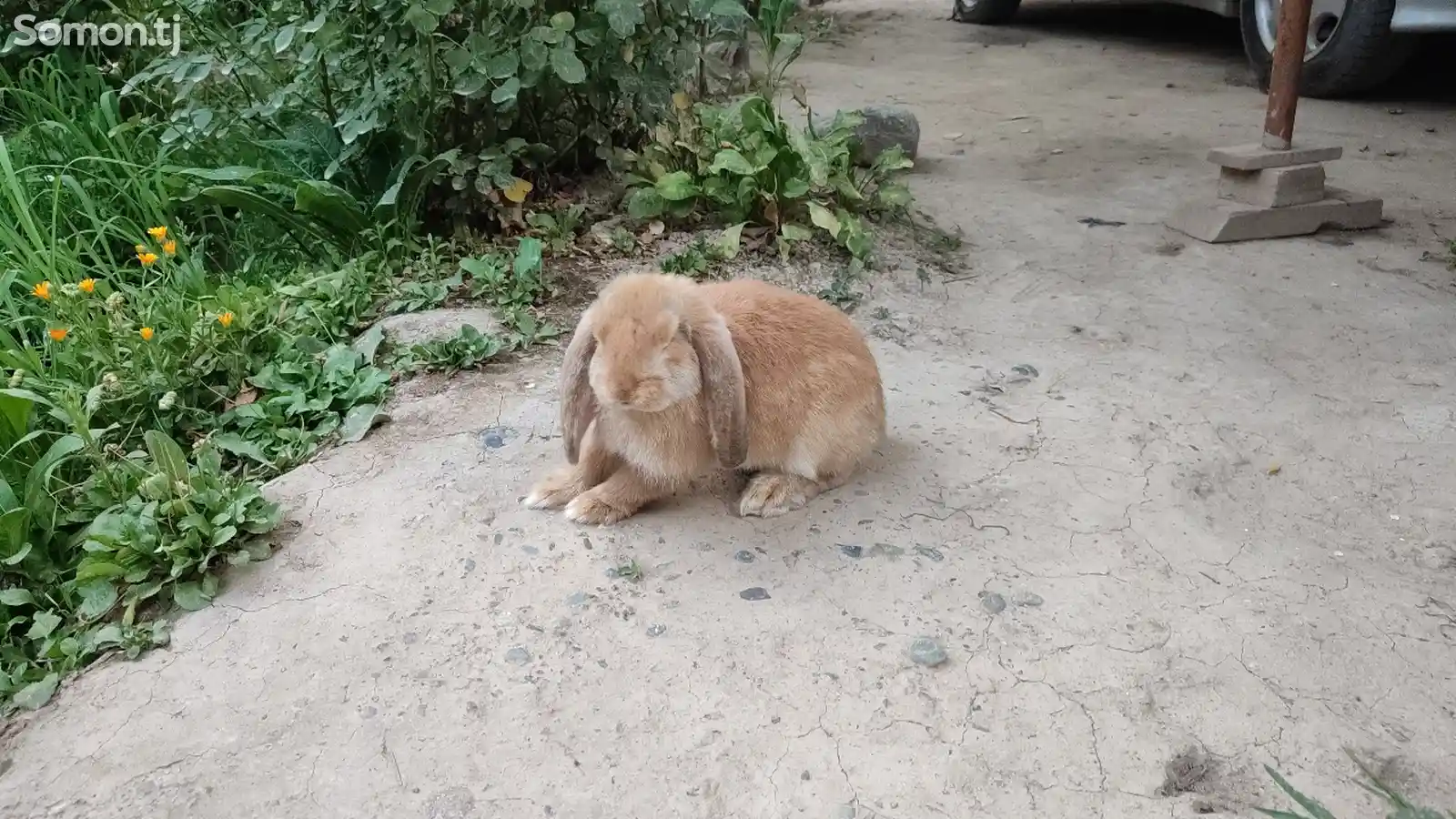 Кролик французский баран-2