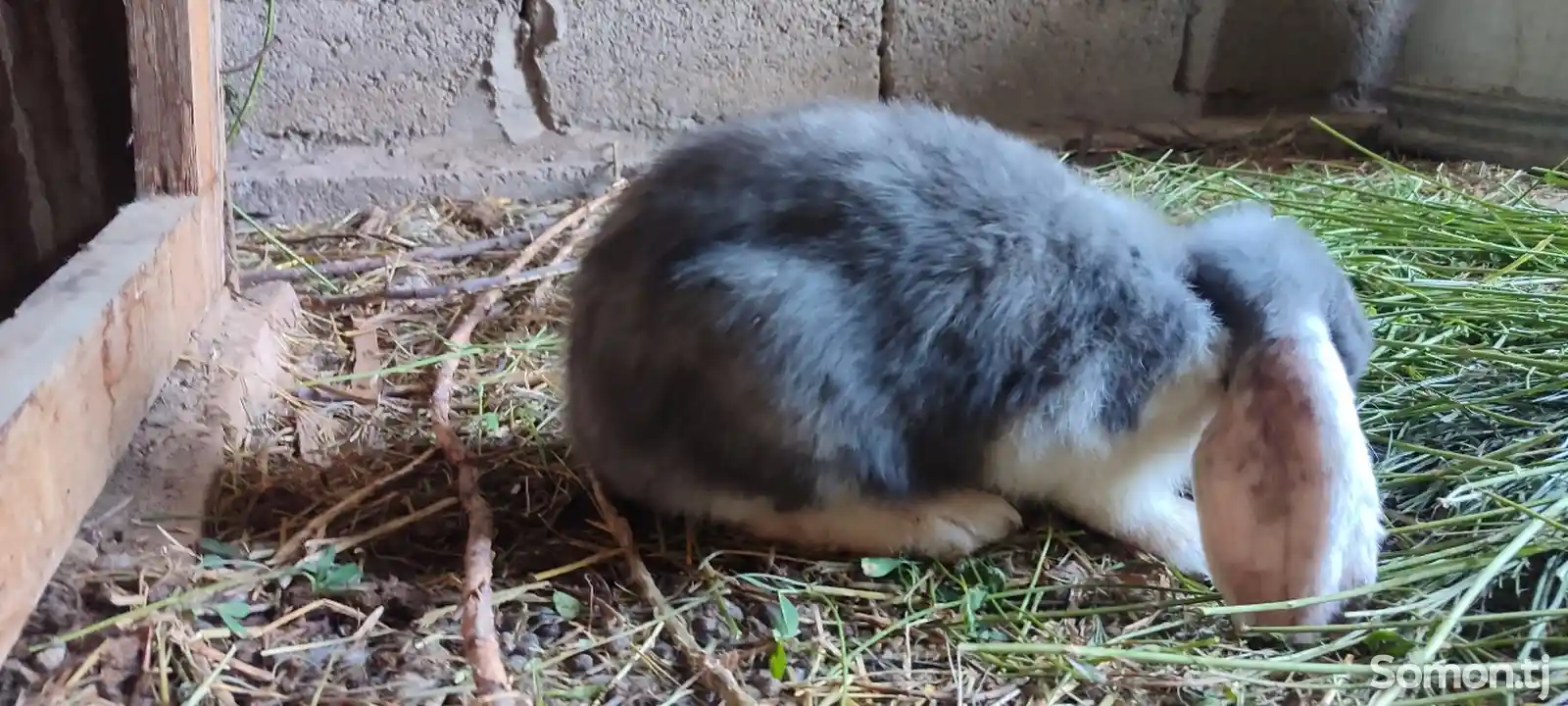 Кролик французский баран-1