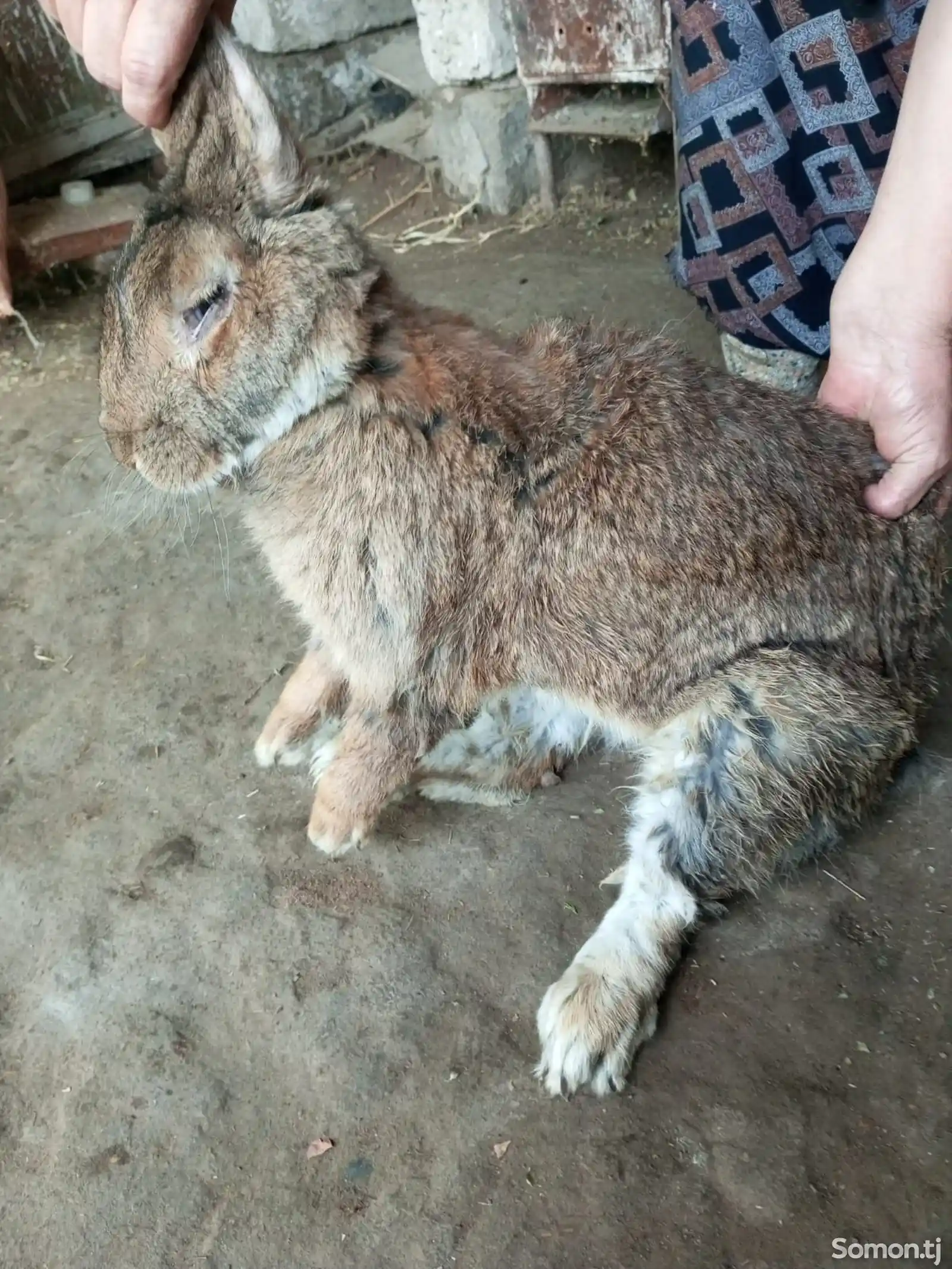 Кролик великан