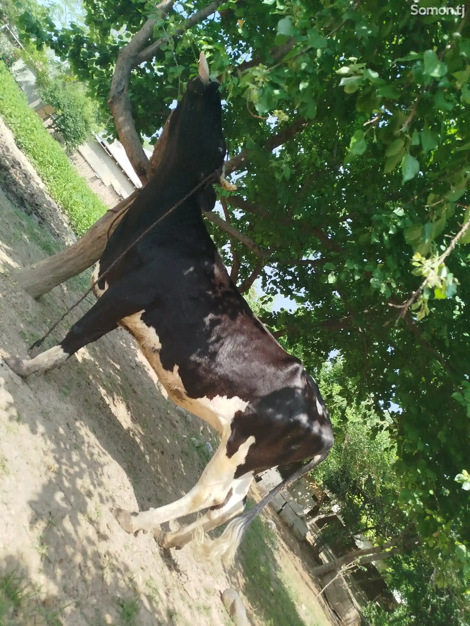 Корова чёрный пёрс-3