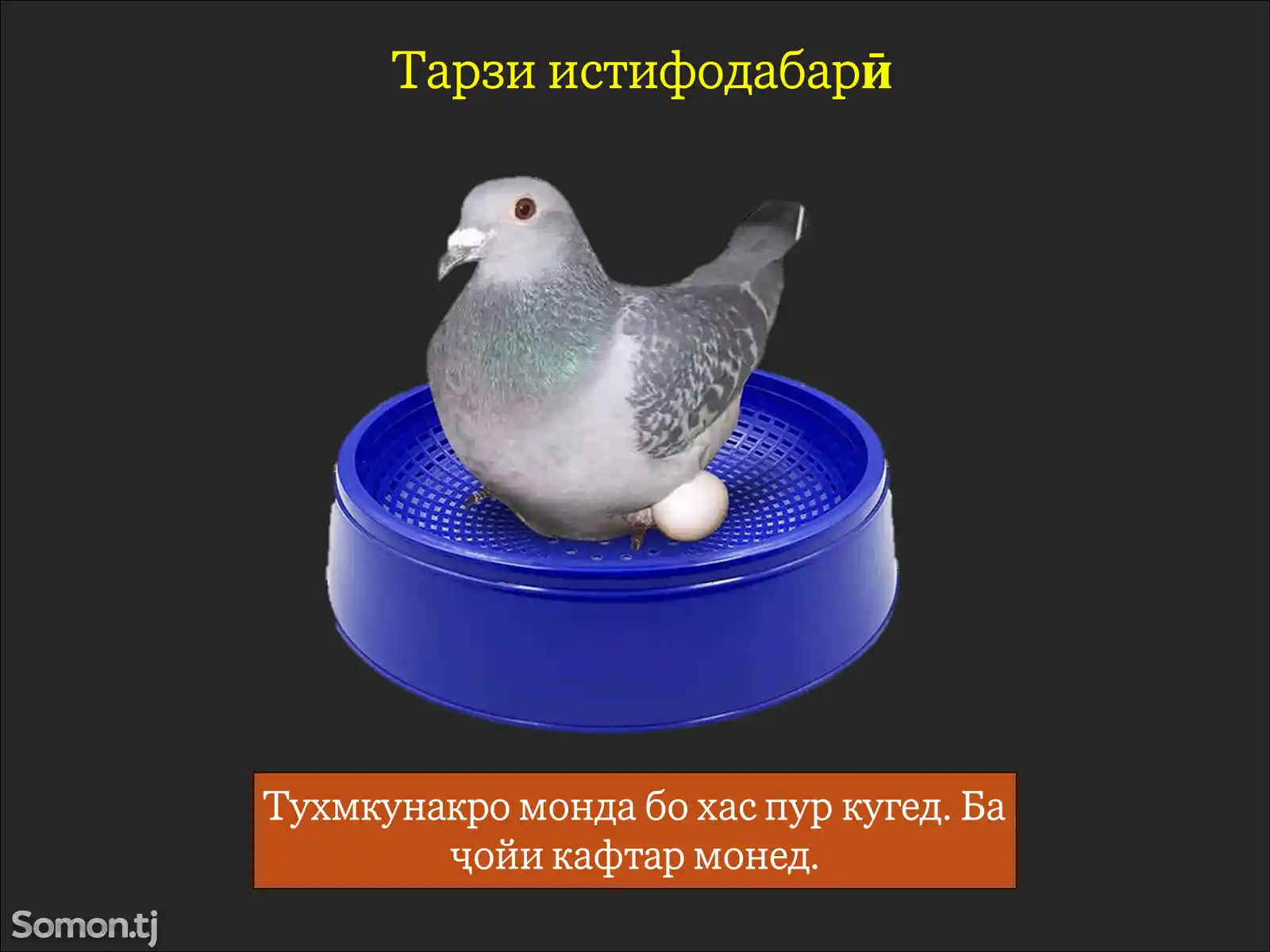 Лона/Пластиковое гнездо для голубей-4