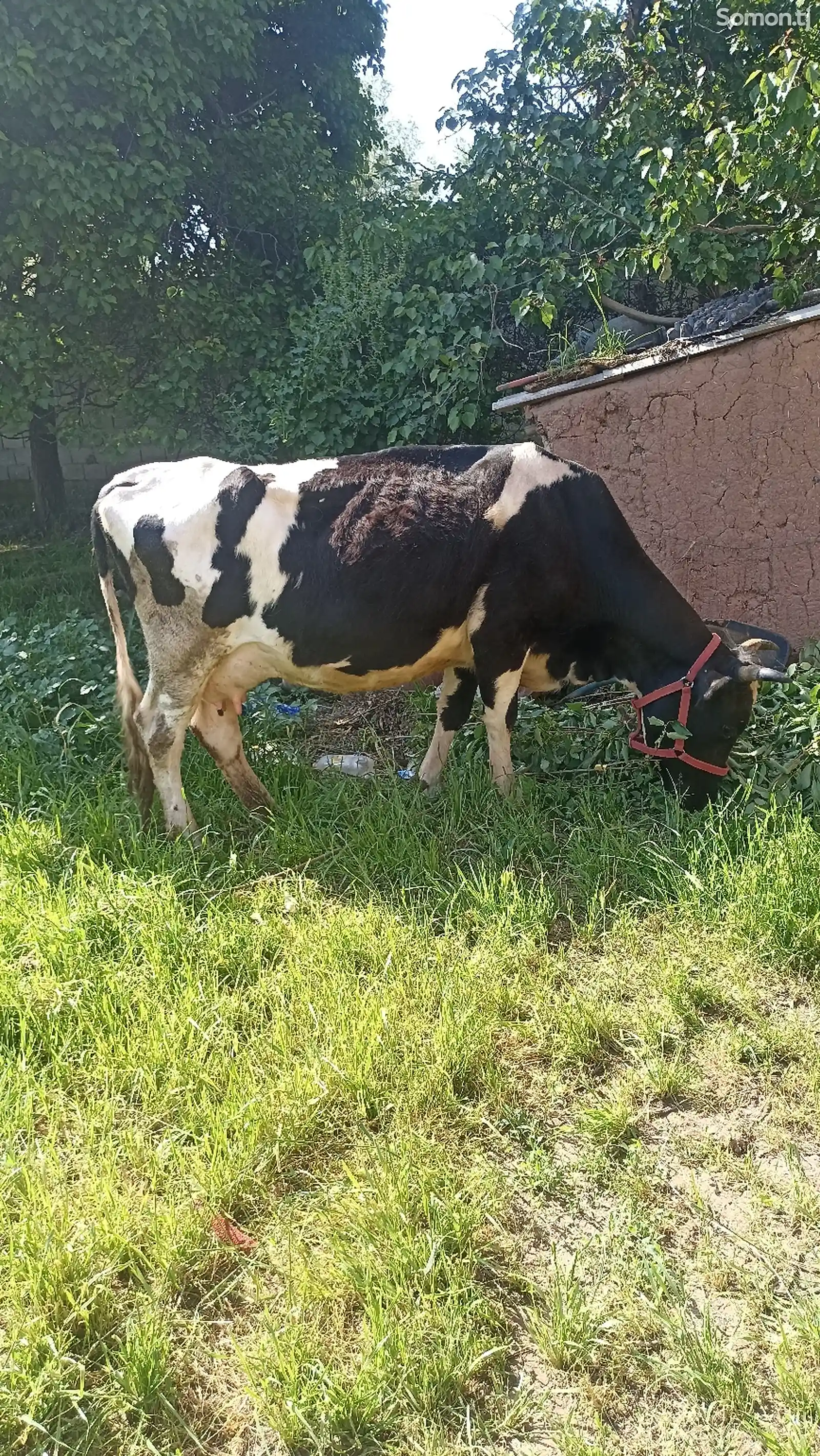 Корова черно-пестрая-2