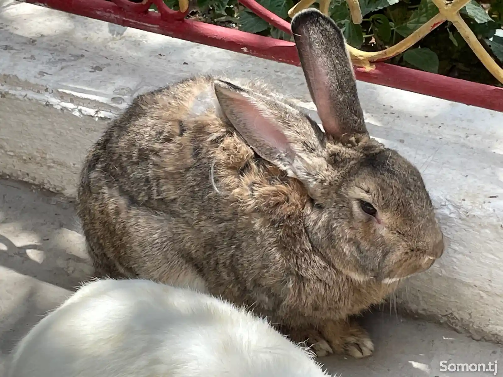 Кролик Порода-Великан-1