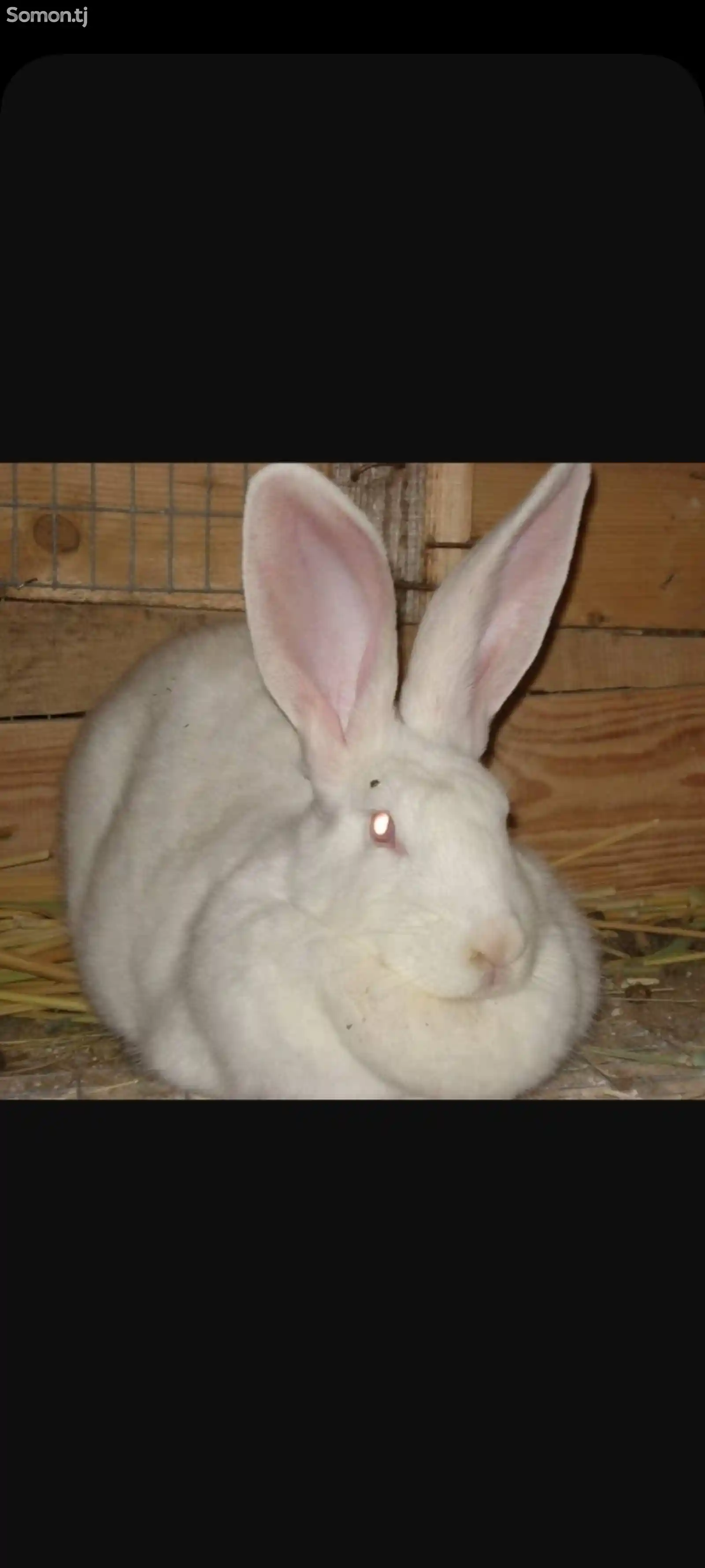 Кролик породы великан паннон-4