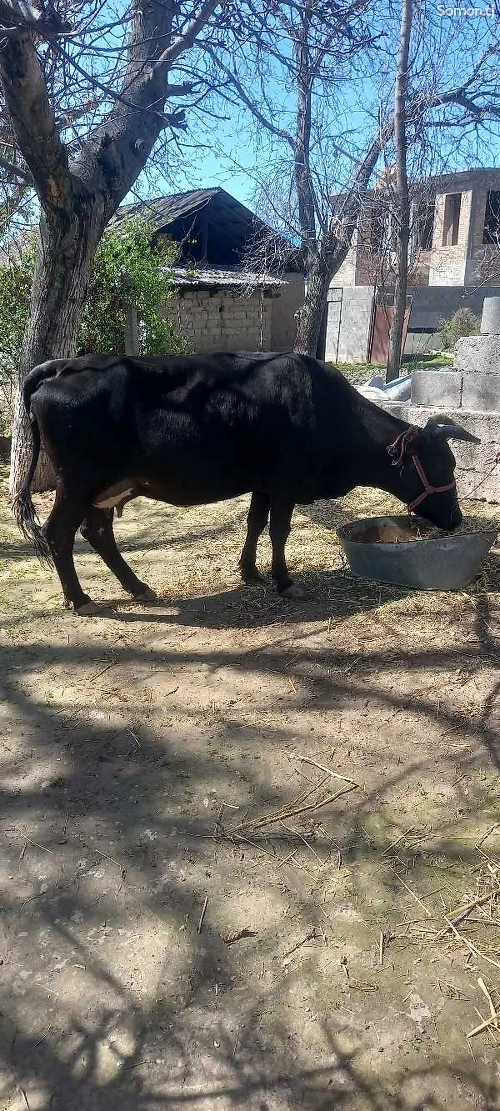 Корова-5