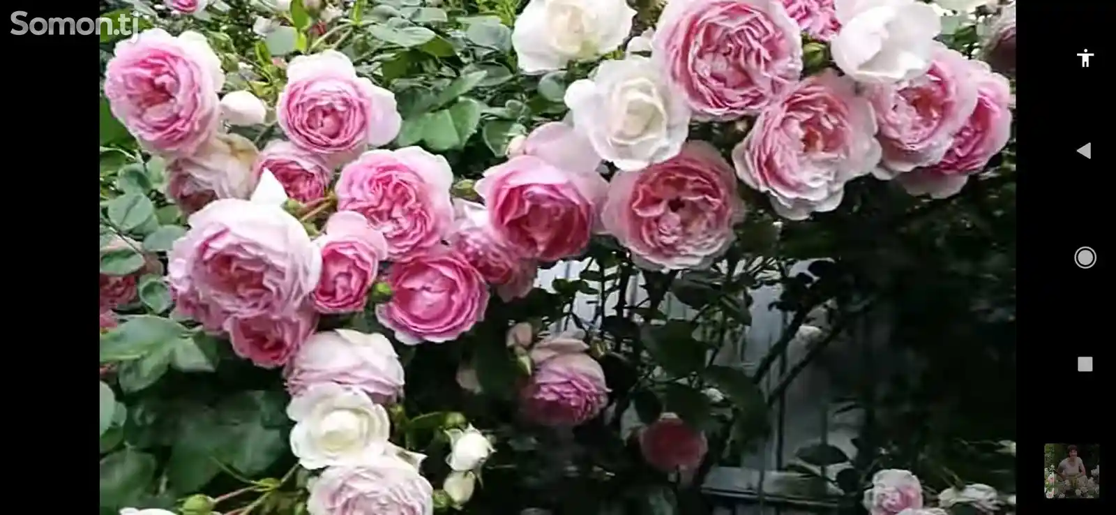 Роза жасмина плетистая-6