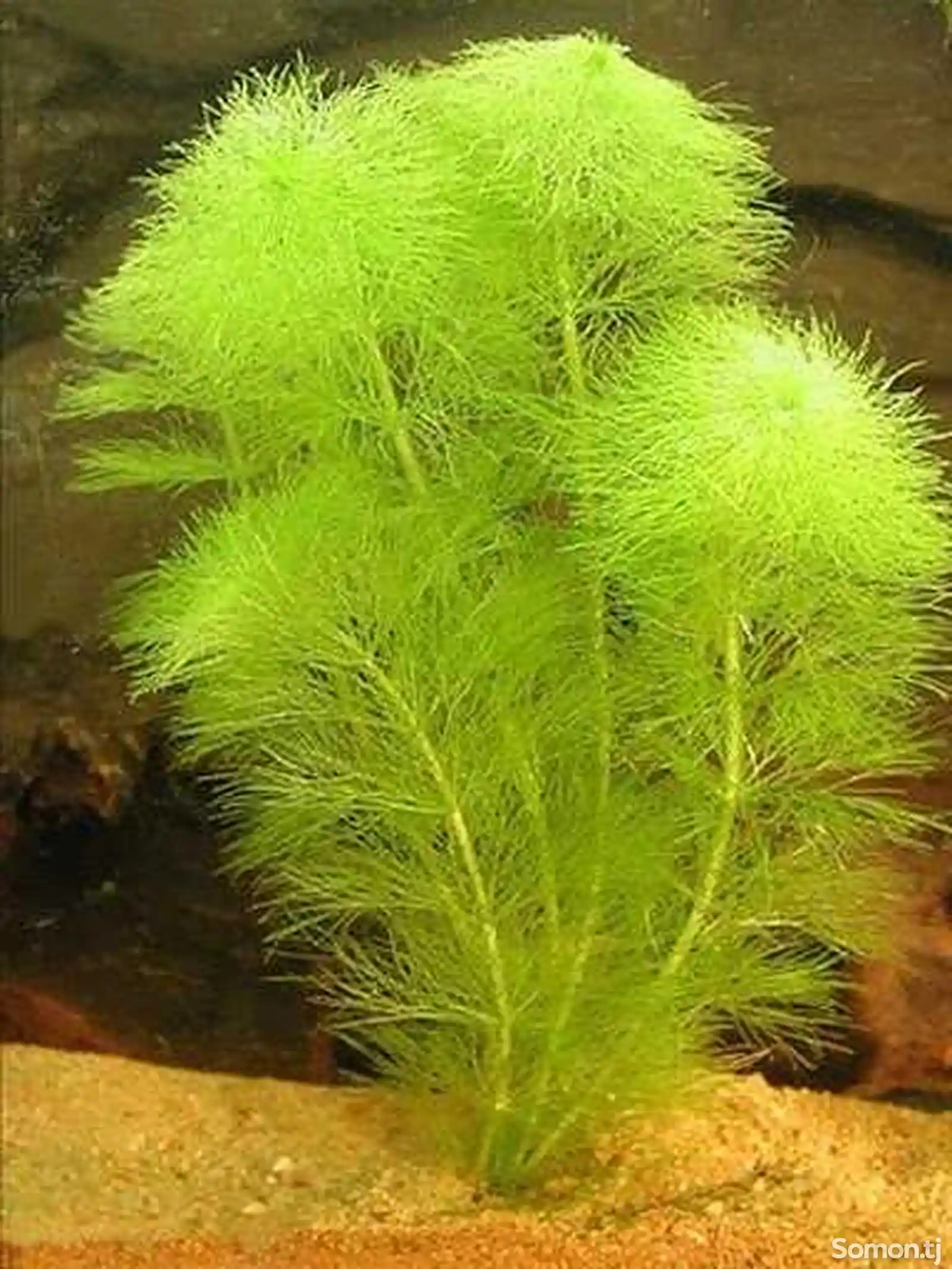 Растения для аквариумов-3