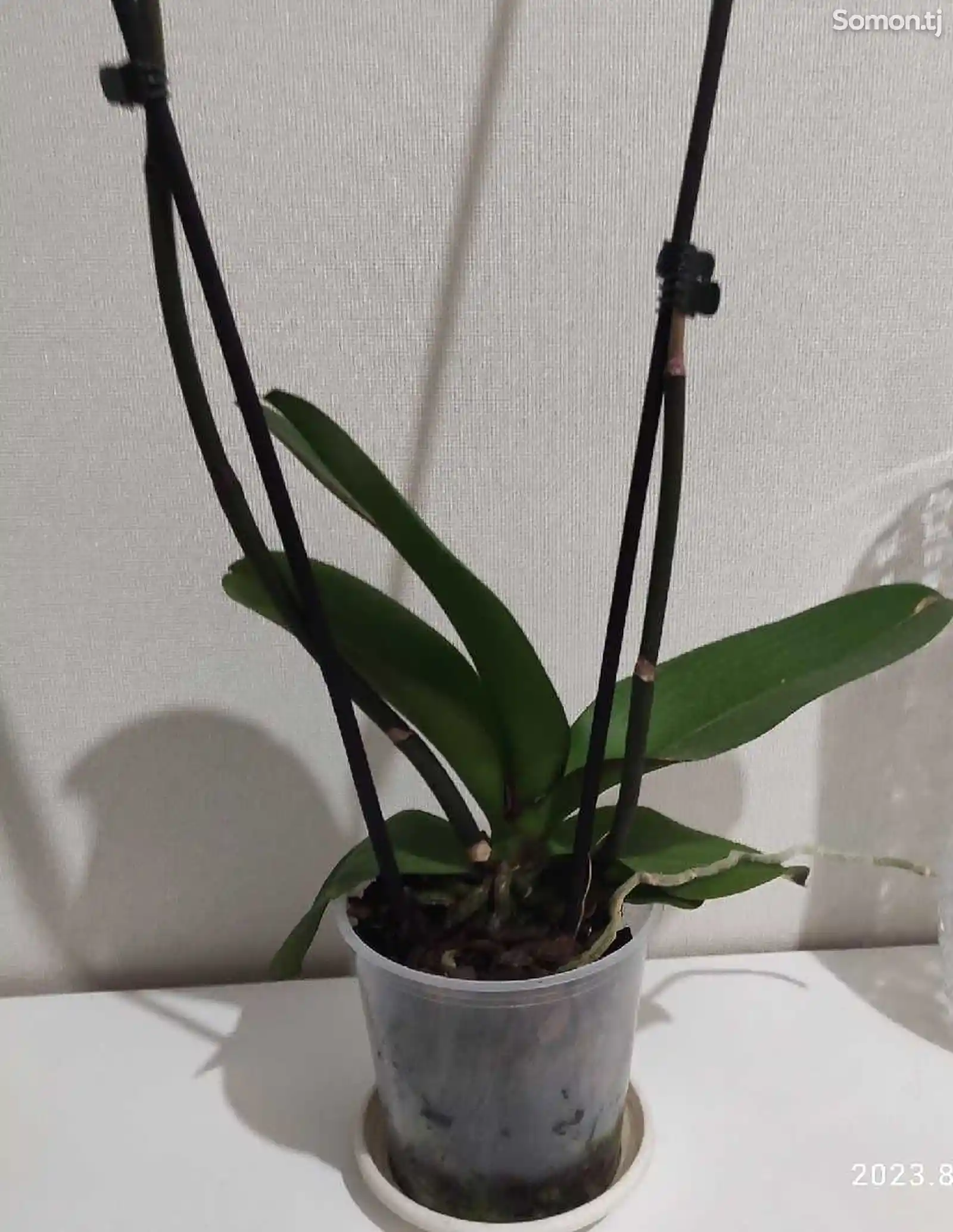 Орхидея-2