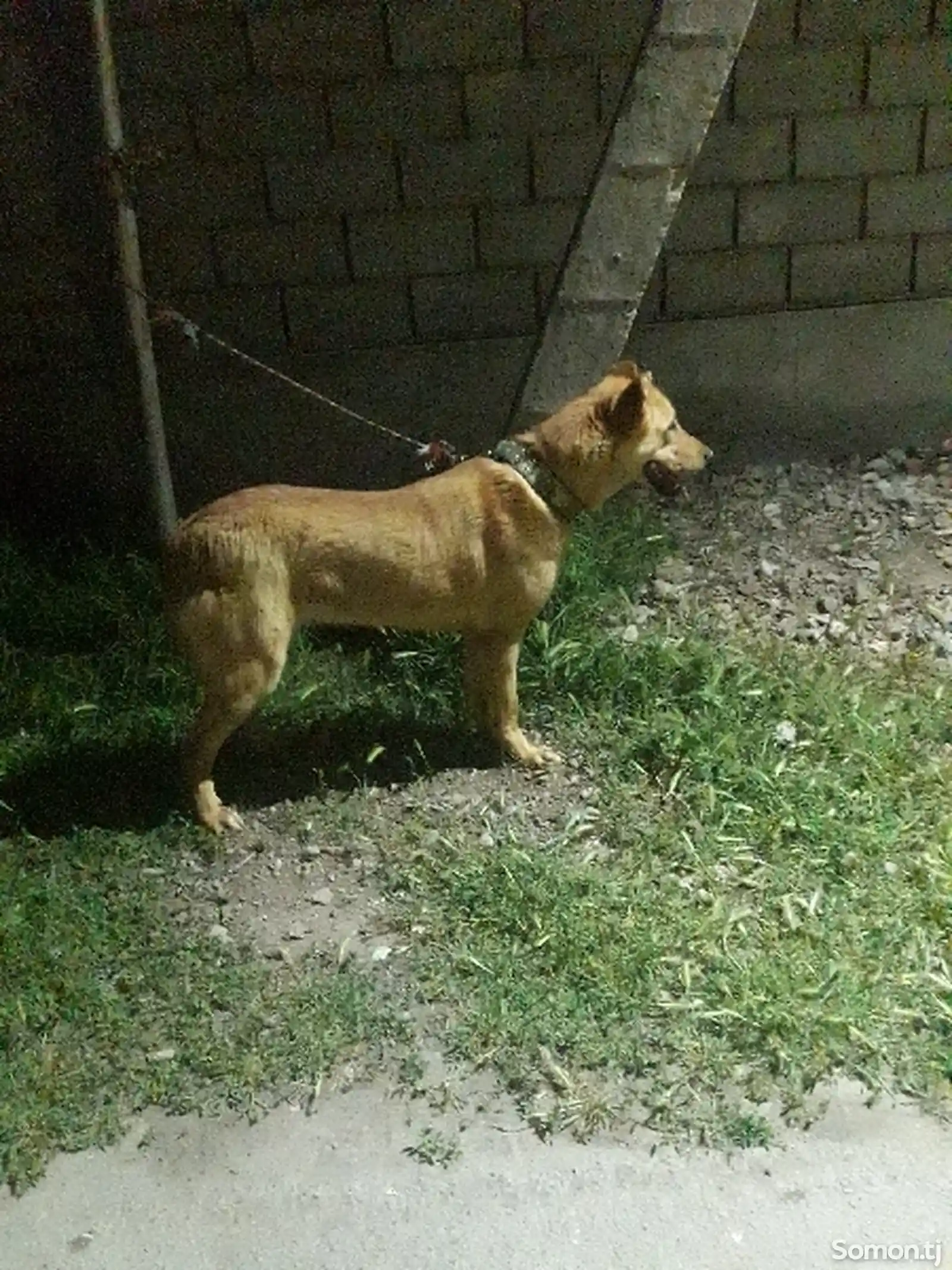 Собака-2