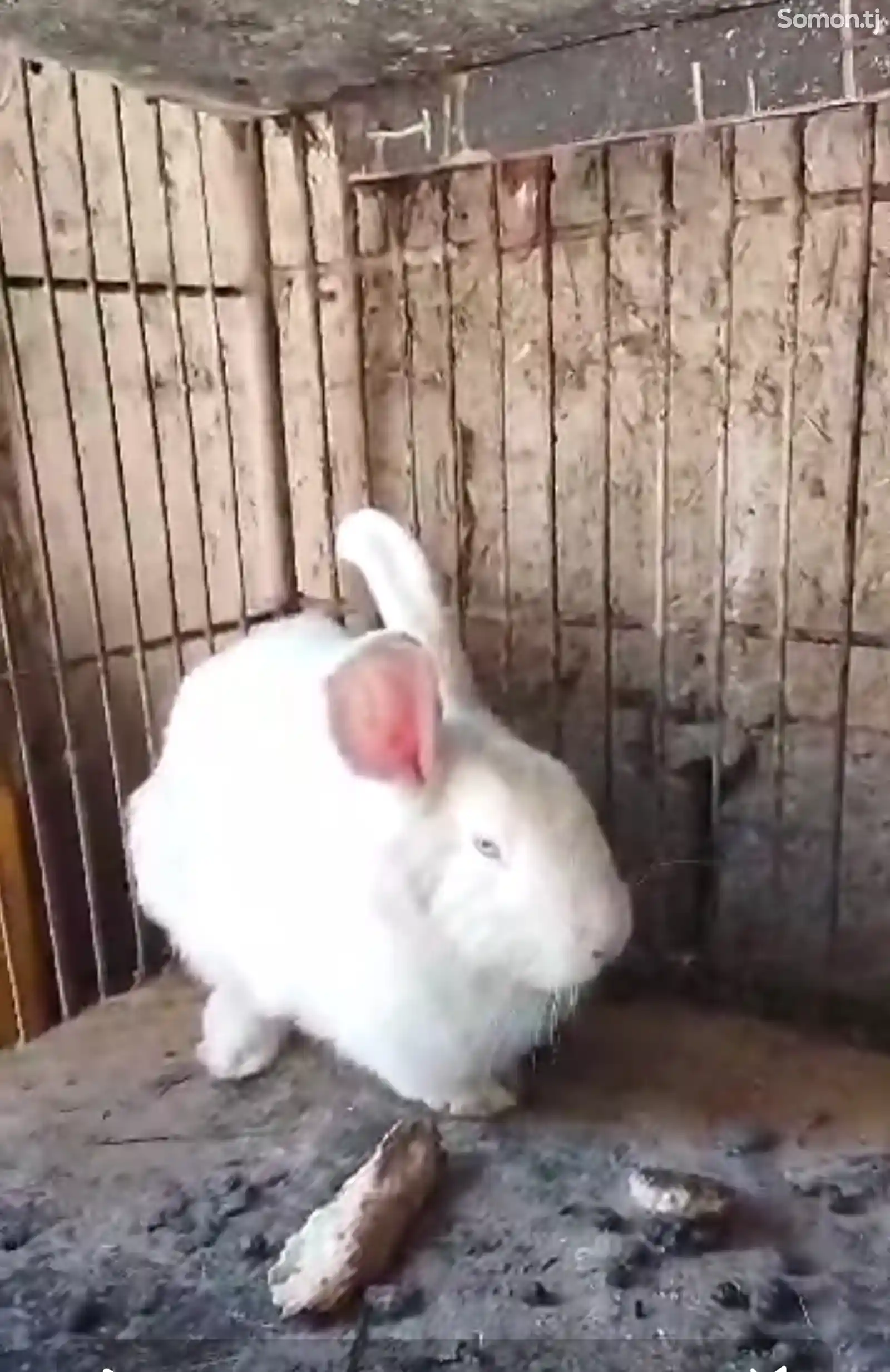 Кролик породы паннон