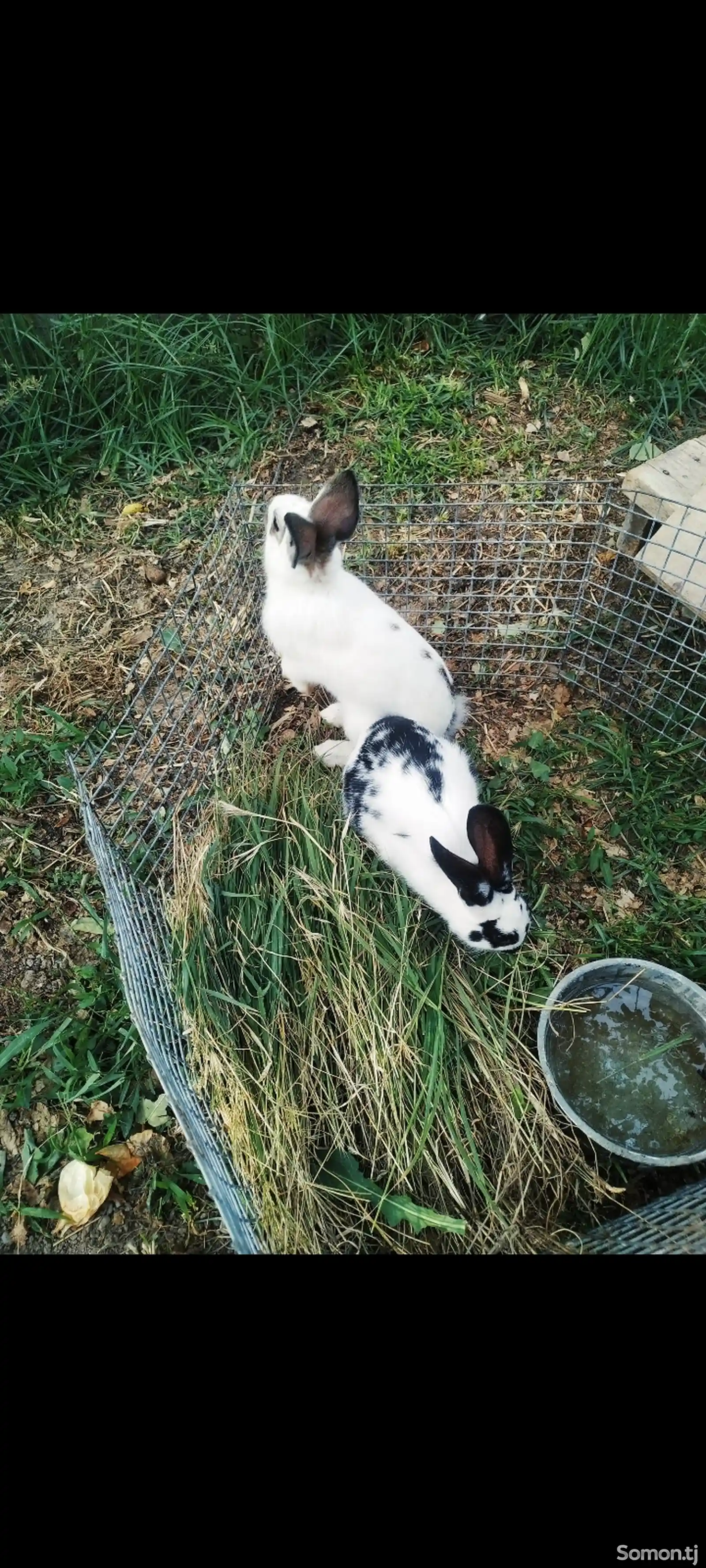 Кролики-5