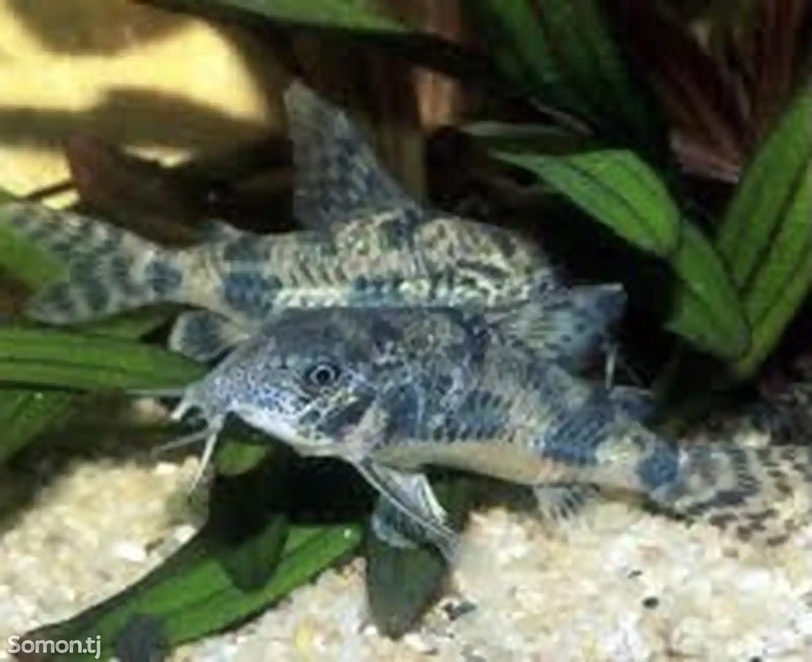 Рыбка Сомик Corydoras Paleatus-1