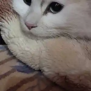 Кошка на вязку