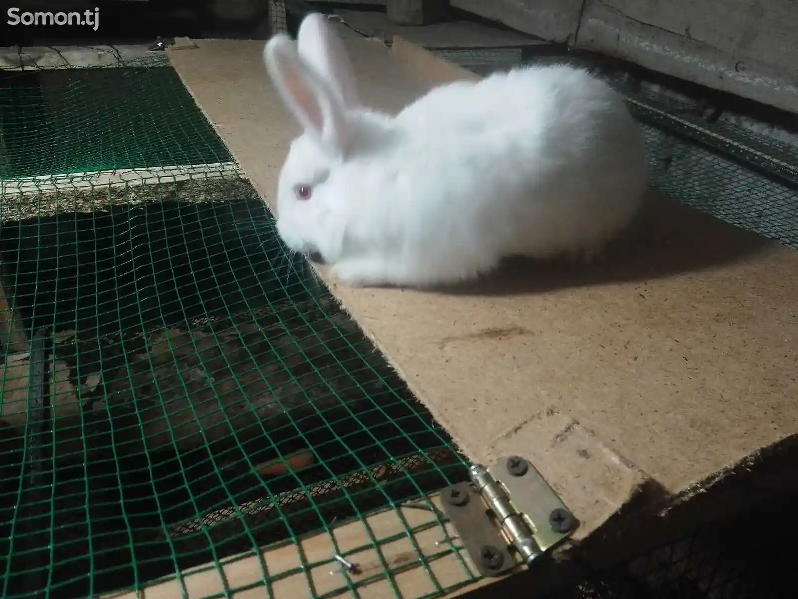 Кролики-1