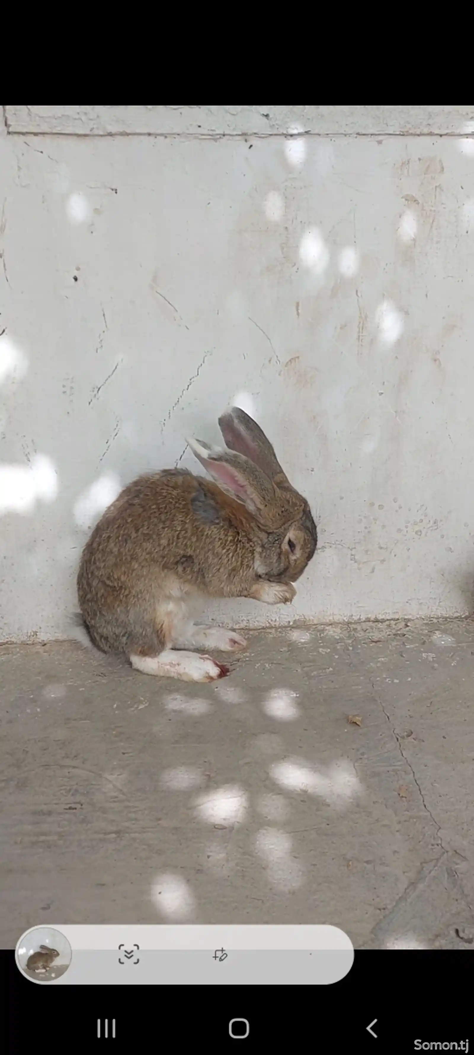 Кролик-3