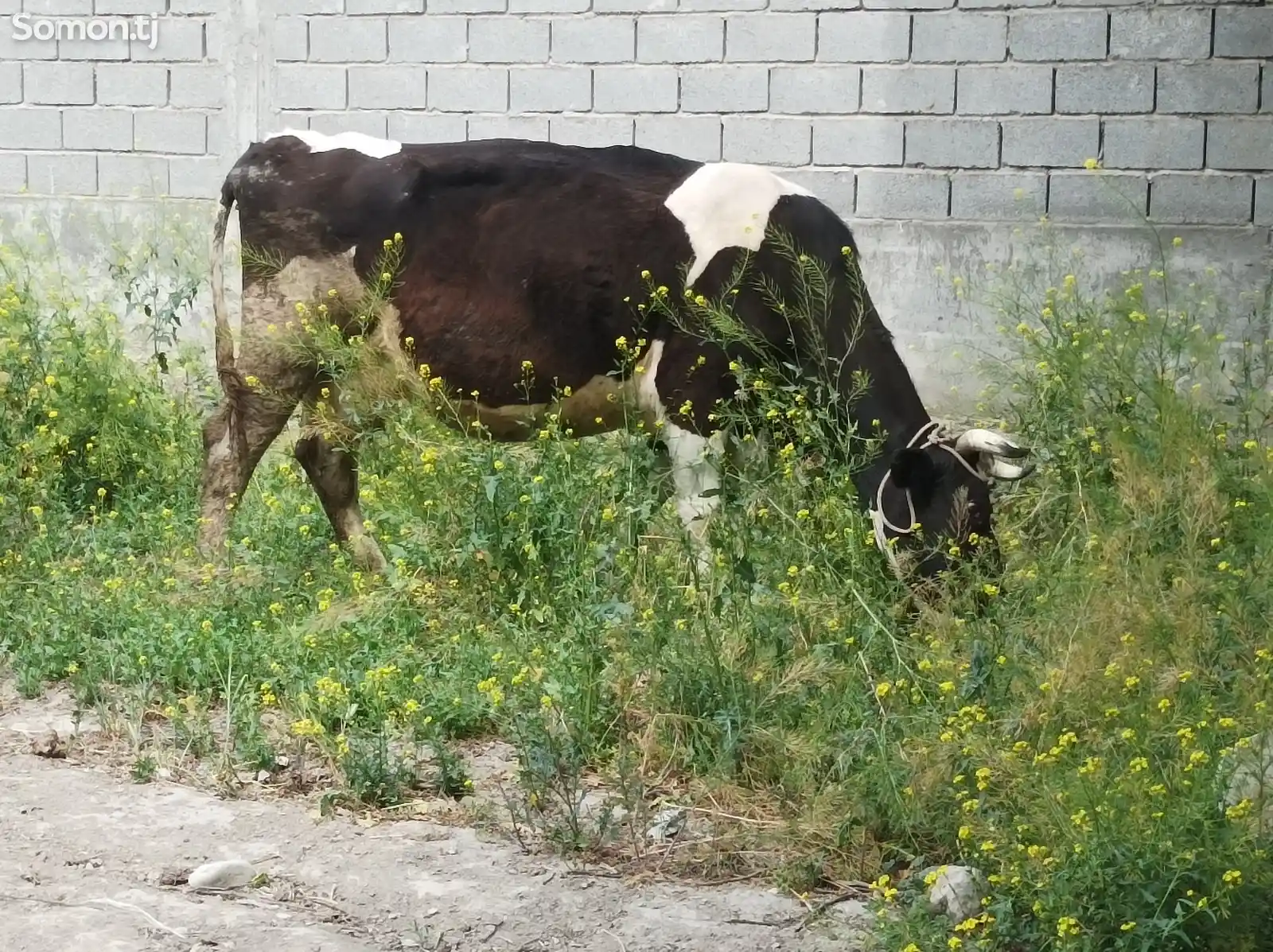 Корова-6