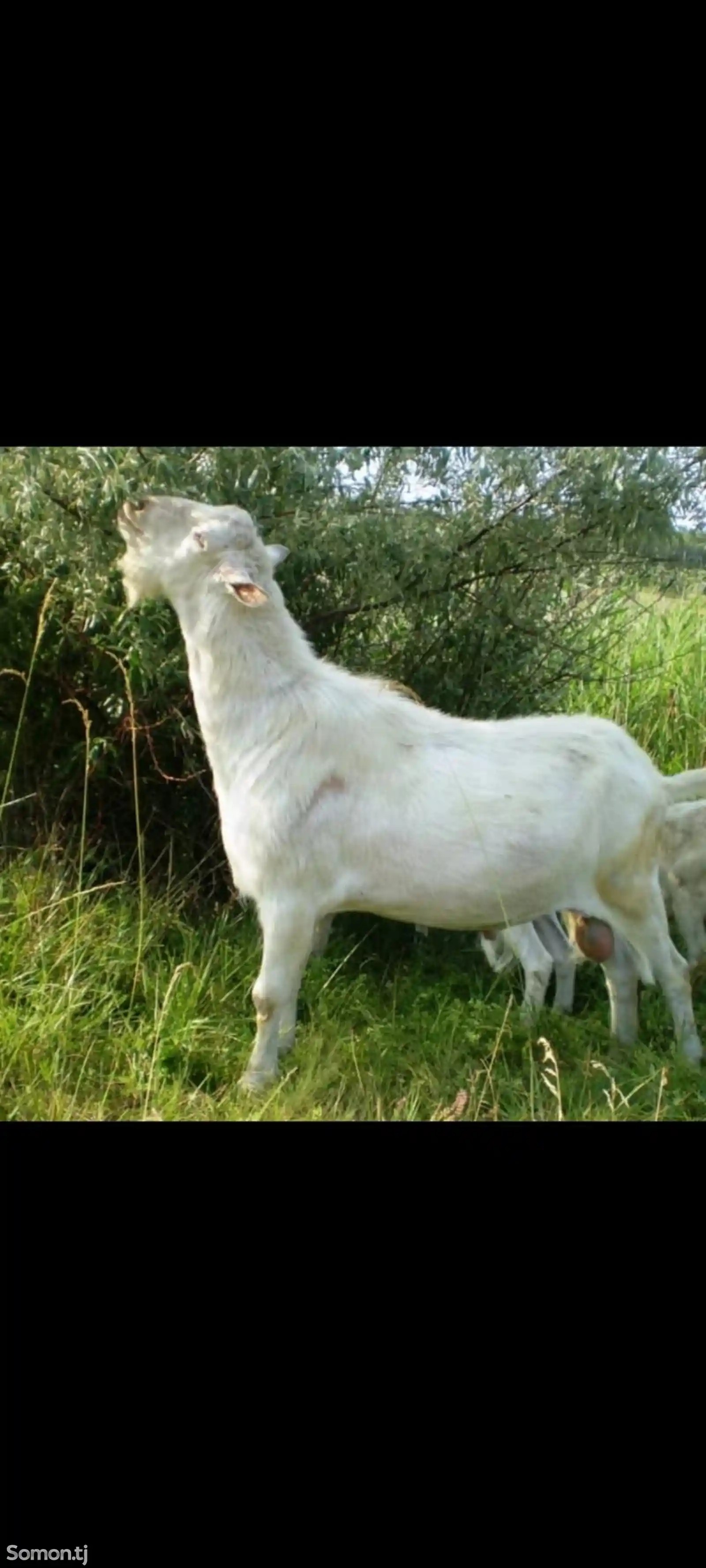 Зааненские козы и козлята-6