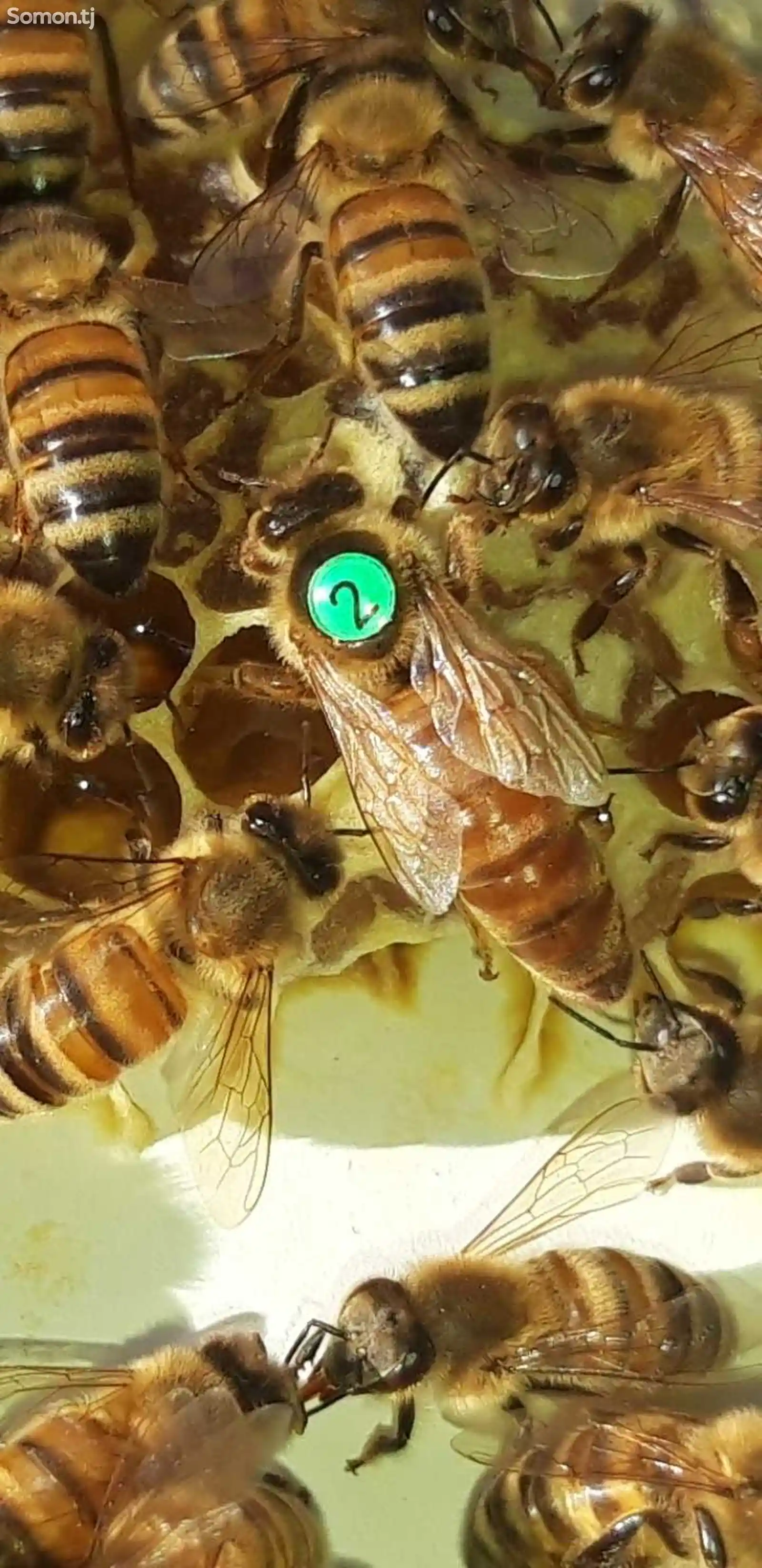 Пчёлы-2