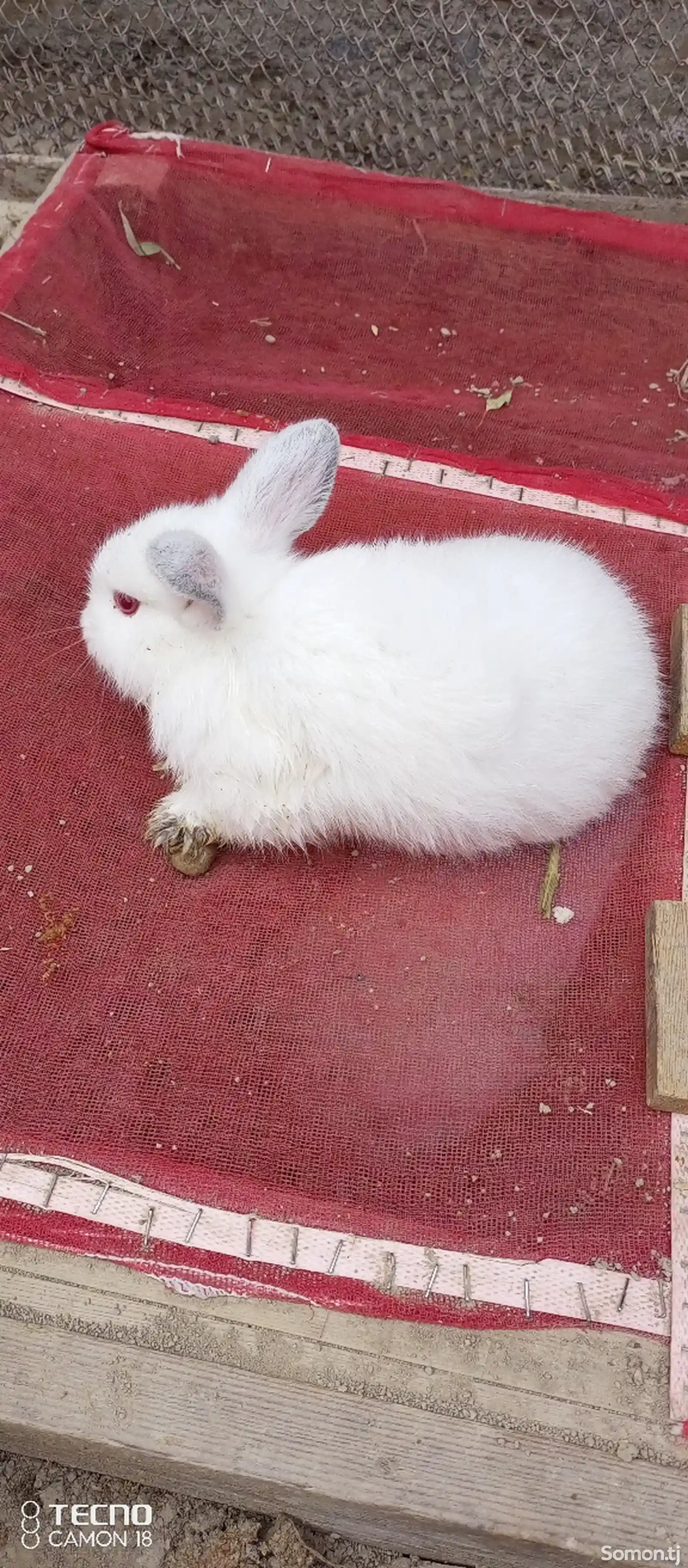 Кролик-8