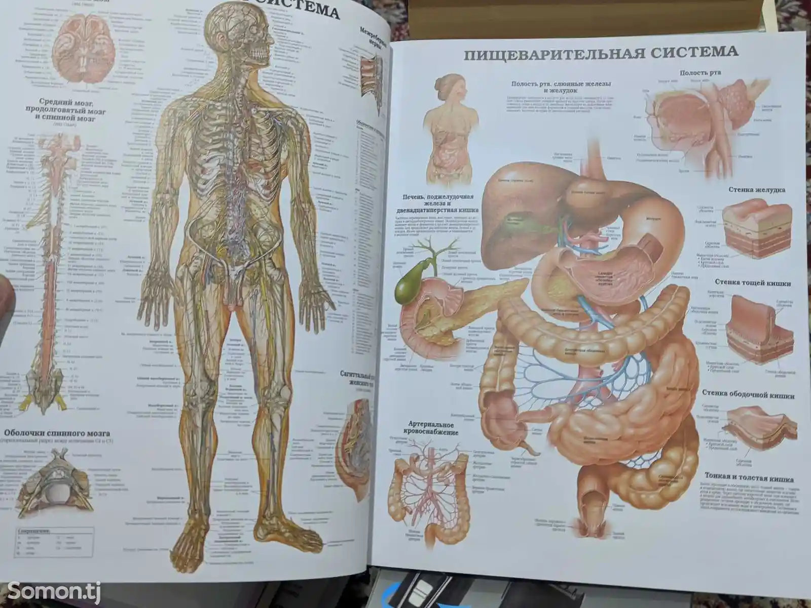 Анатомия человека-3