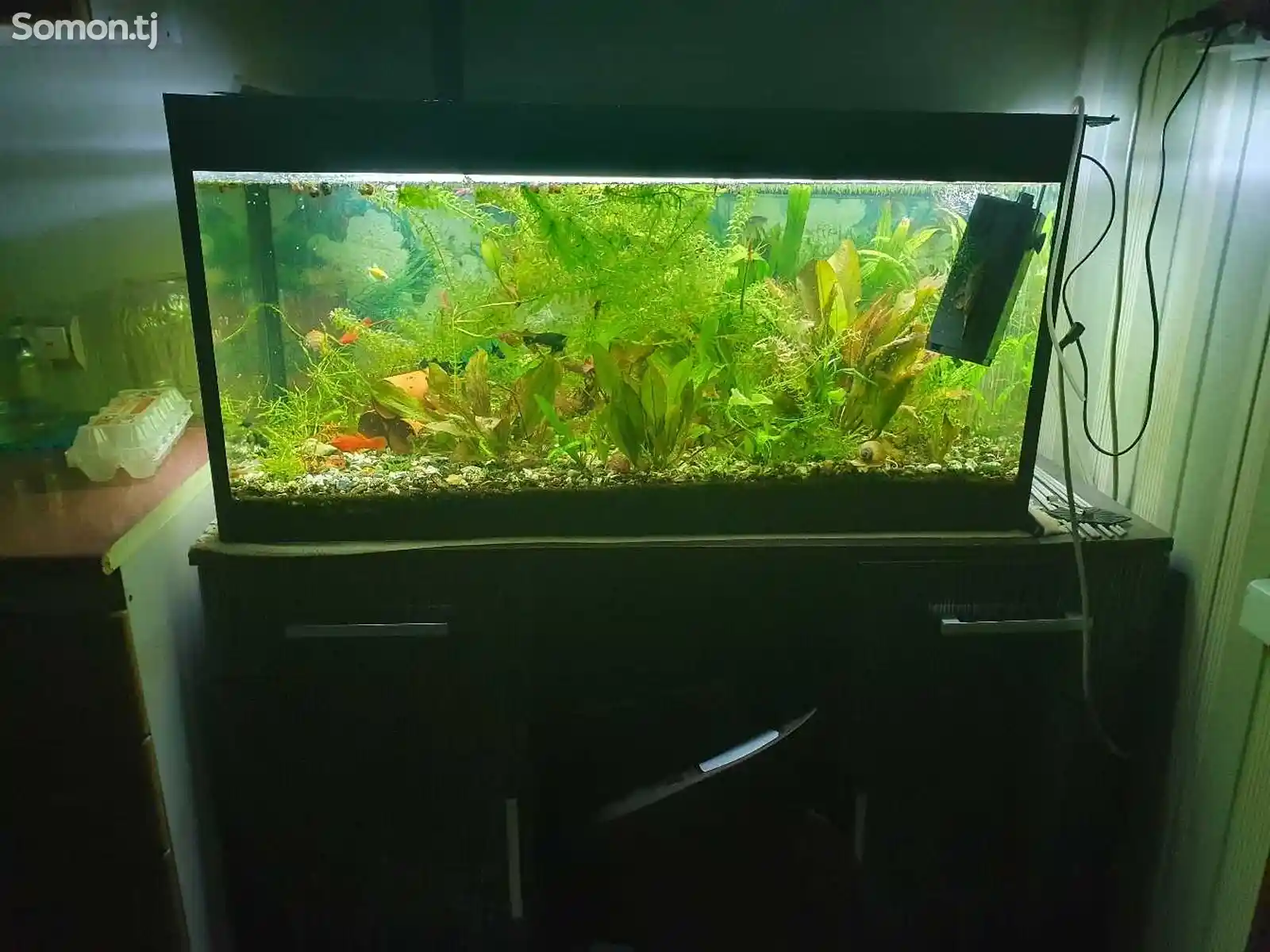 аквариум с живыми растениями рыбками и растениями-1