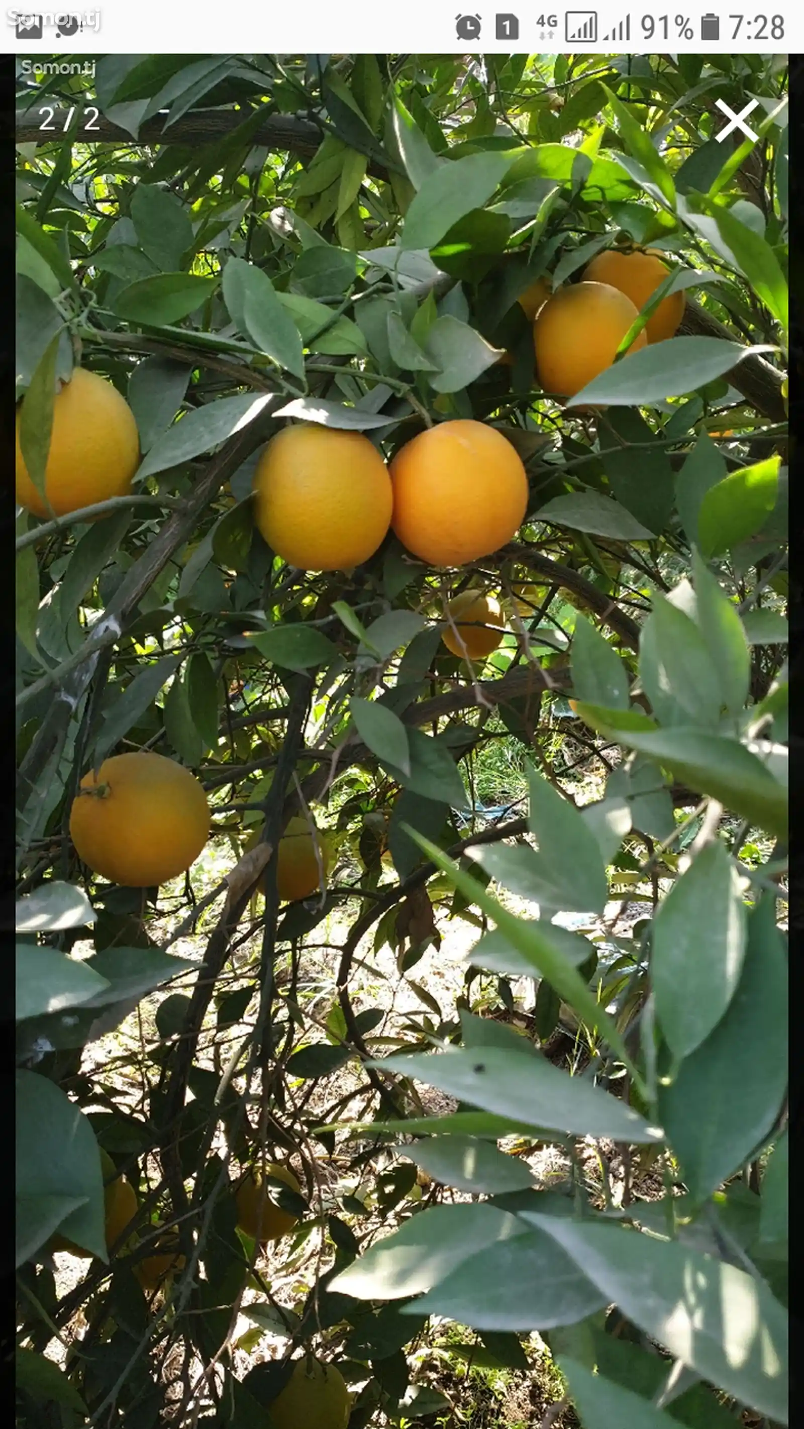 Апельсиновое дерево-1