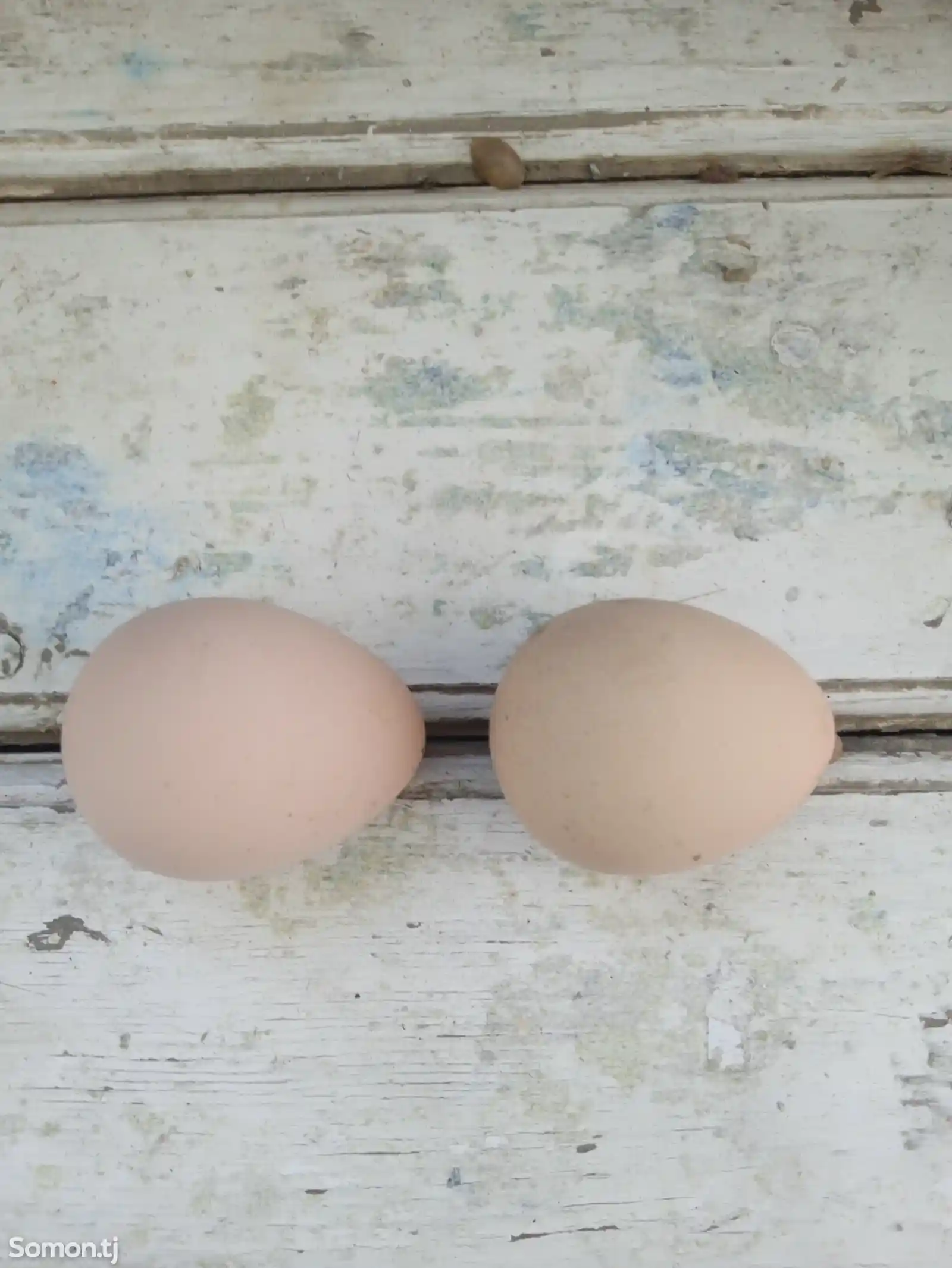 Яйца для инкубации цесарки-1