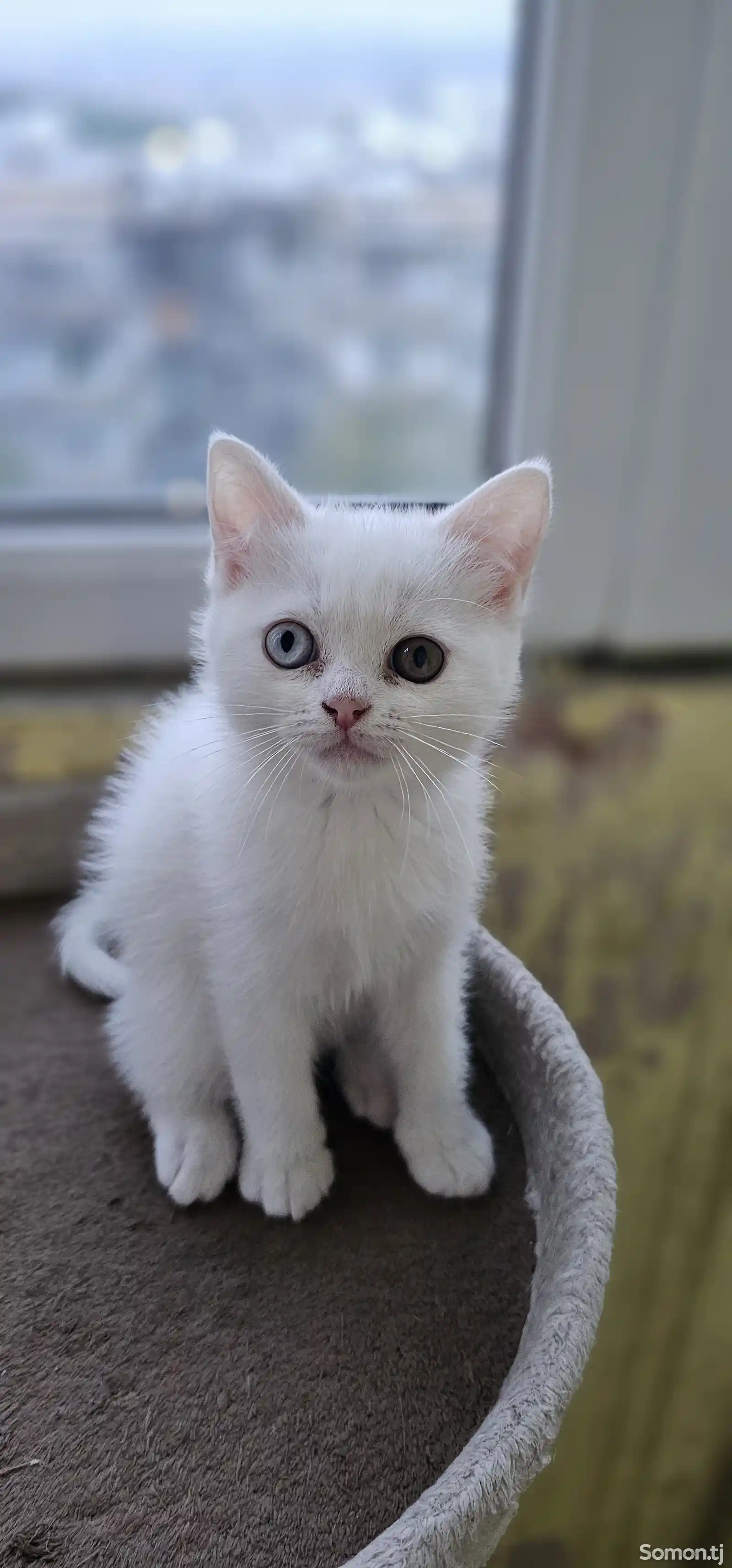 Шотландский белоснежный котёнок с разными глазами-4