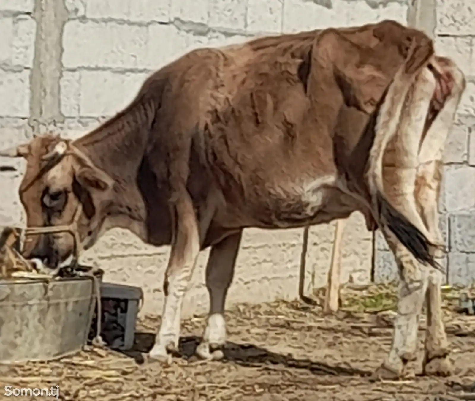 Гов бо гусолааш-1