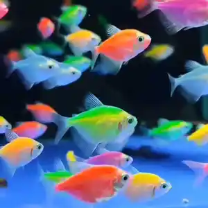 Рыбки светящиеся