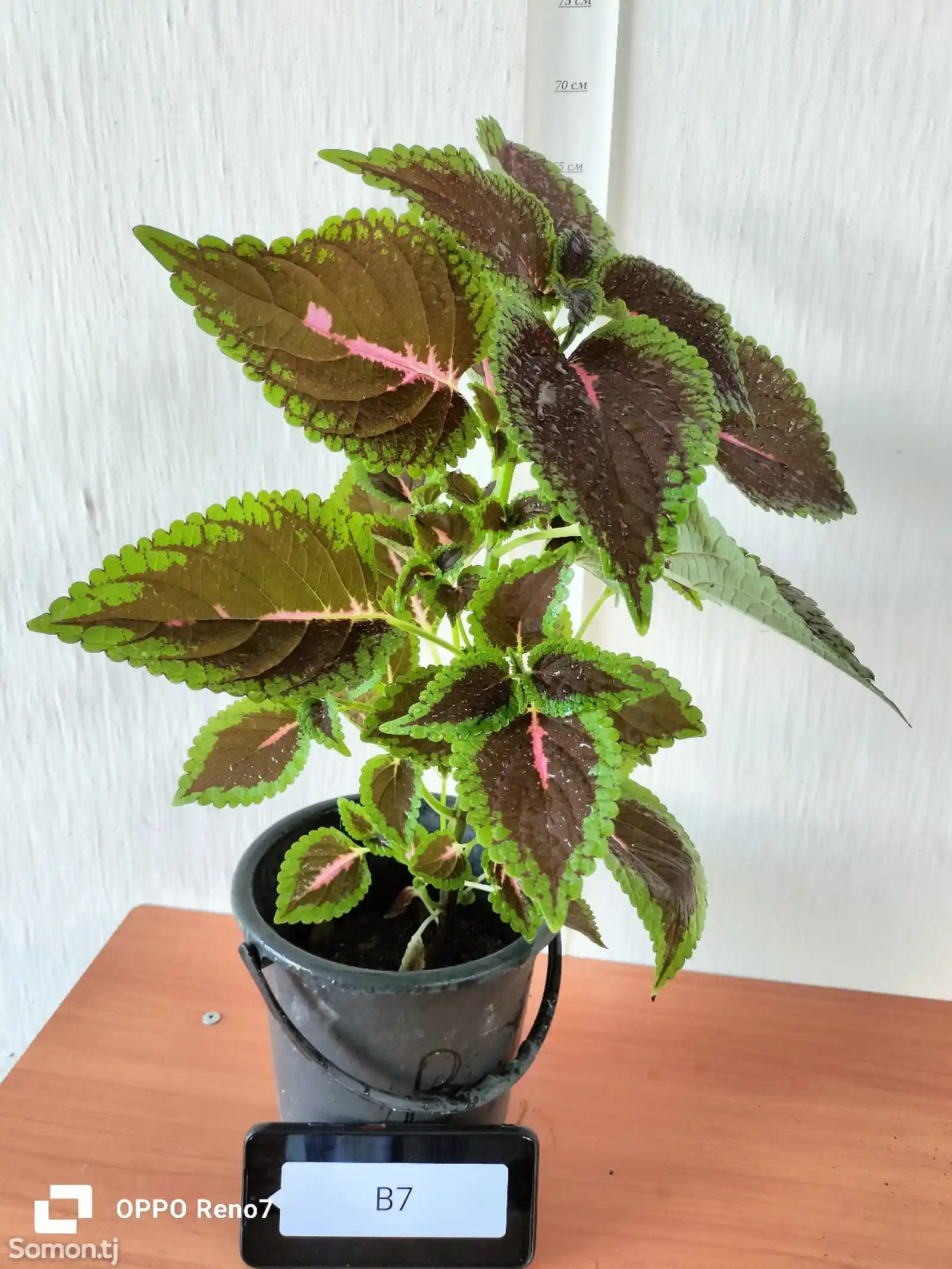 Комнатное растение B7-1