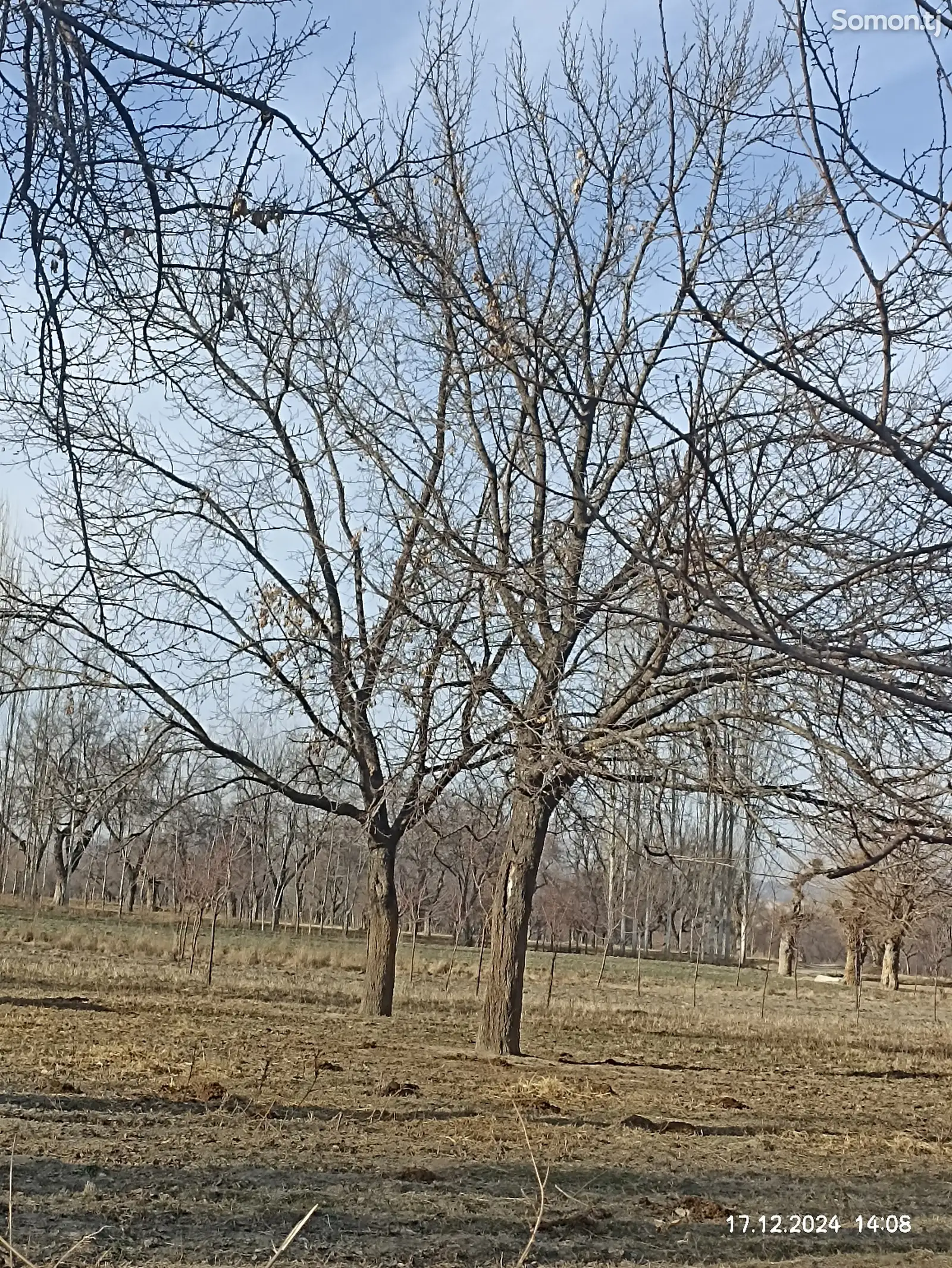 Дарахти зардолу