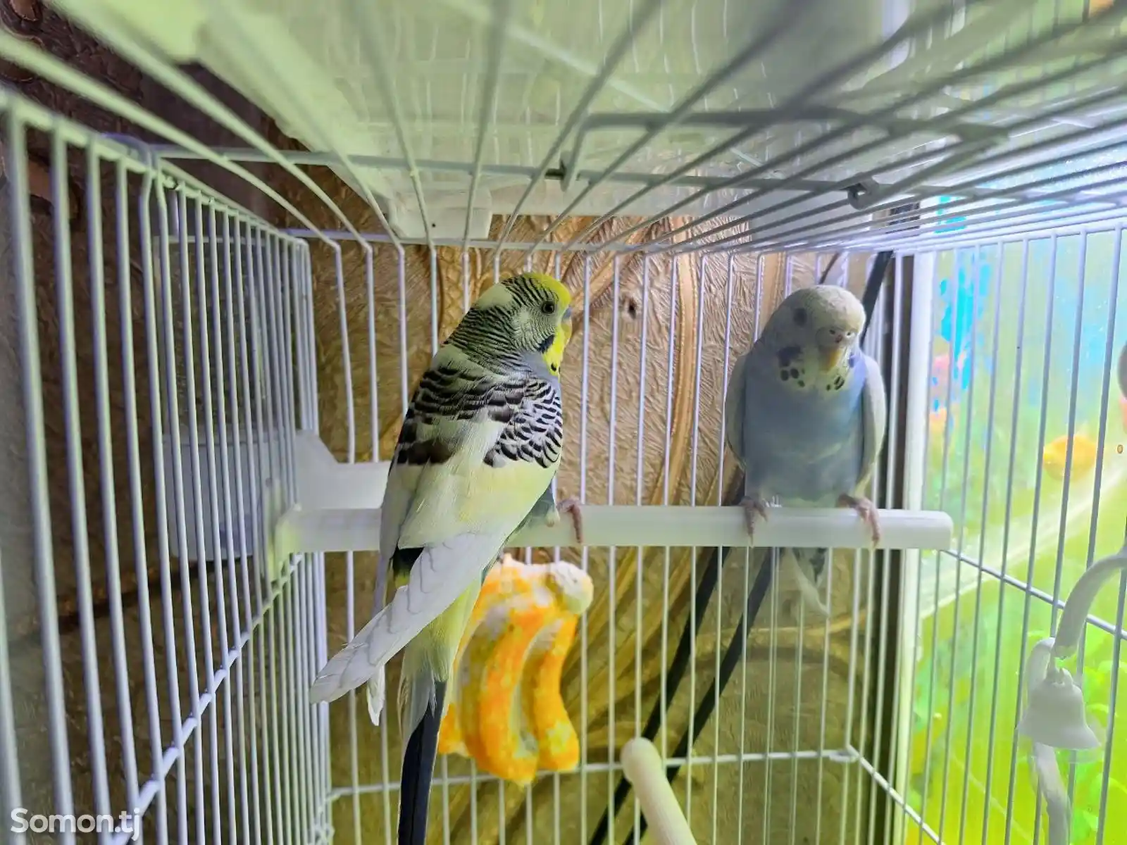Пара волнистых попугаев-1
