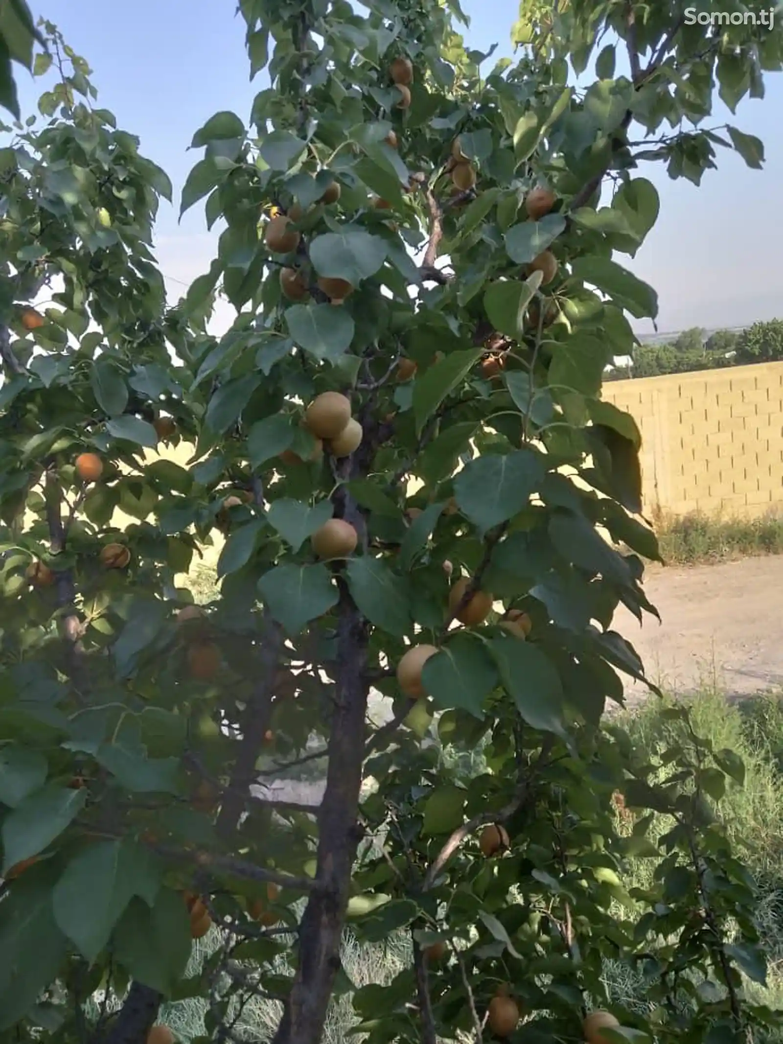 Хосили боги зардолу-2