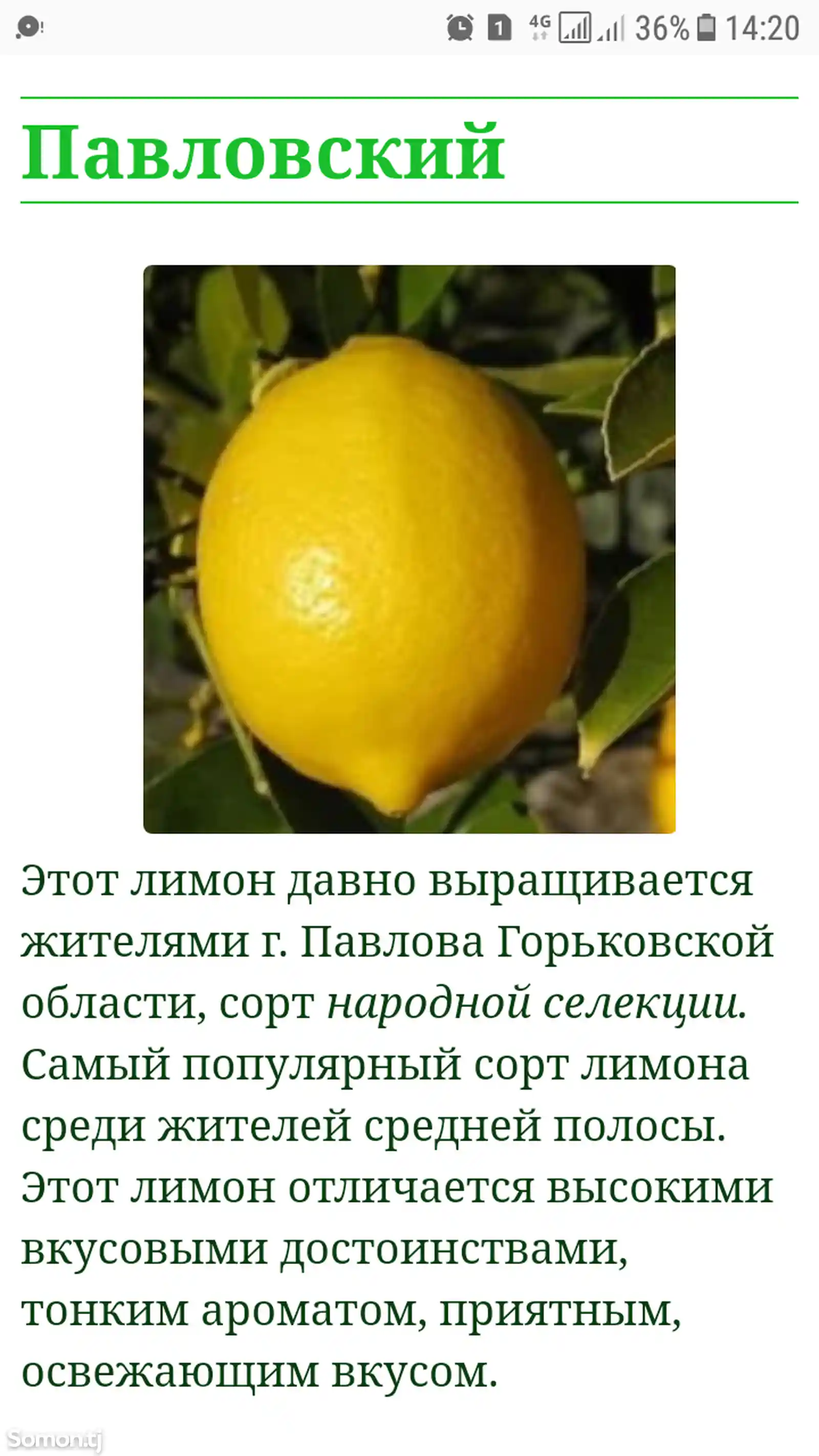 Лимон Павловский-3