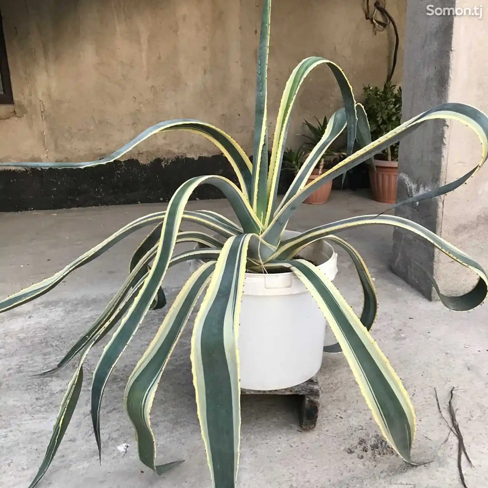 Растение Агава-2