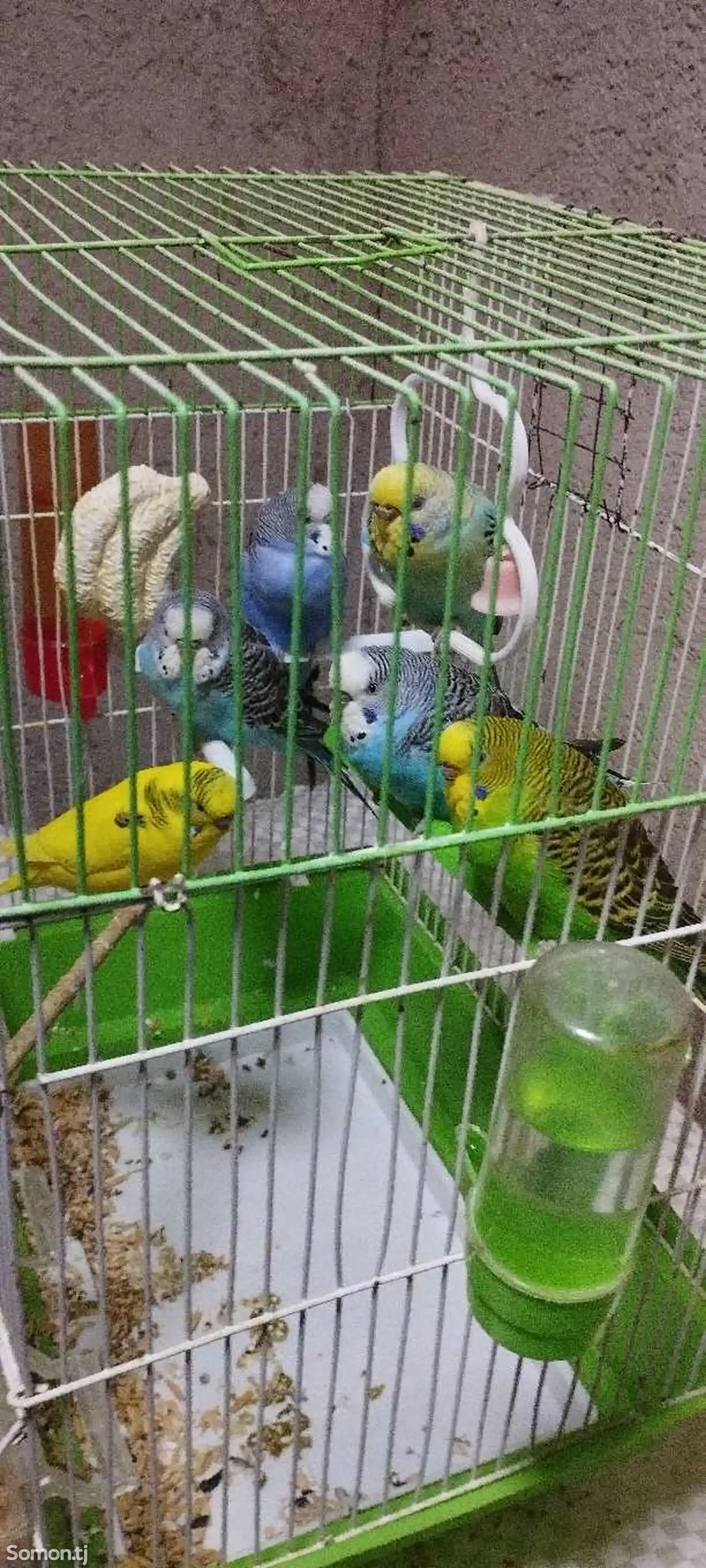 Волнистые попугаи-2