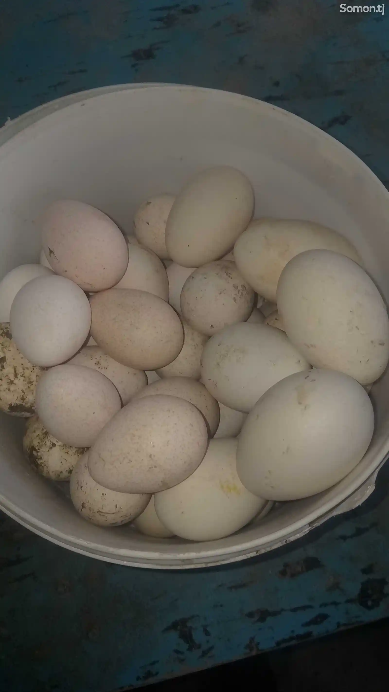 Яйца для инкубации-7