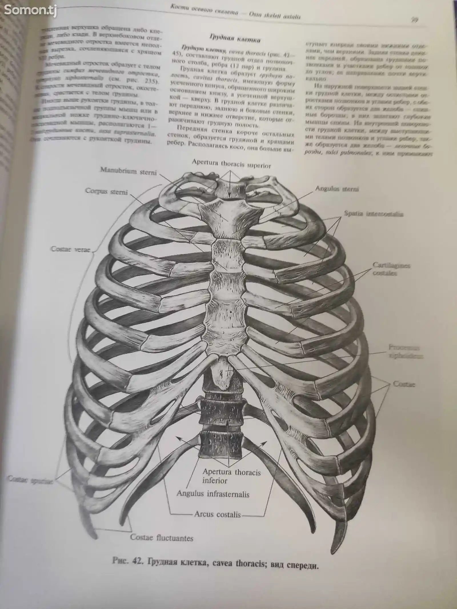Книга -Анатомия человека-6