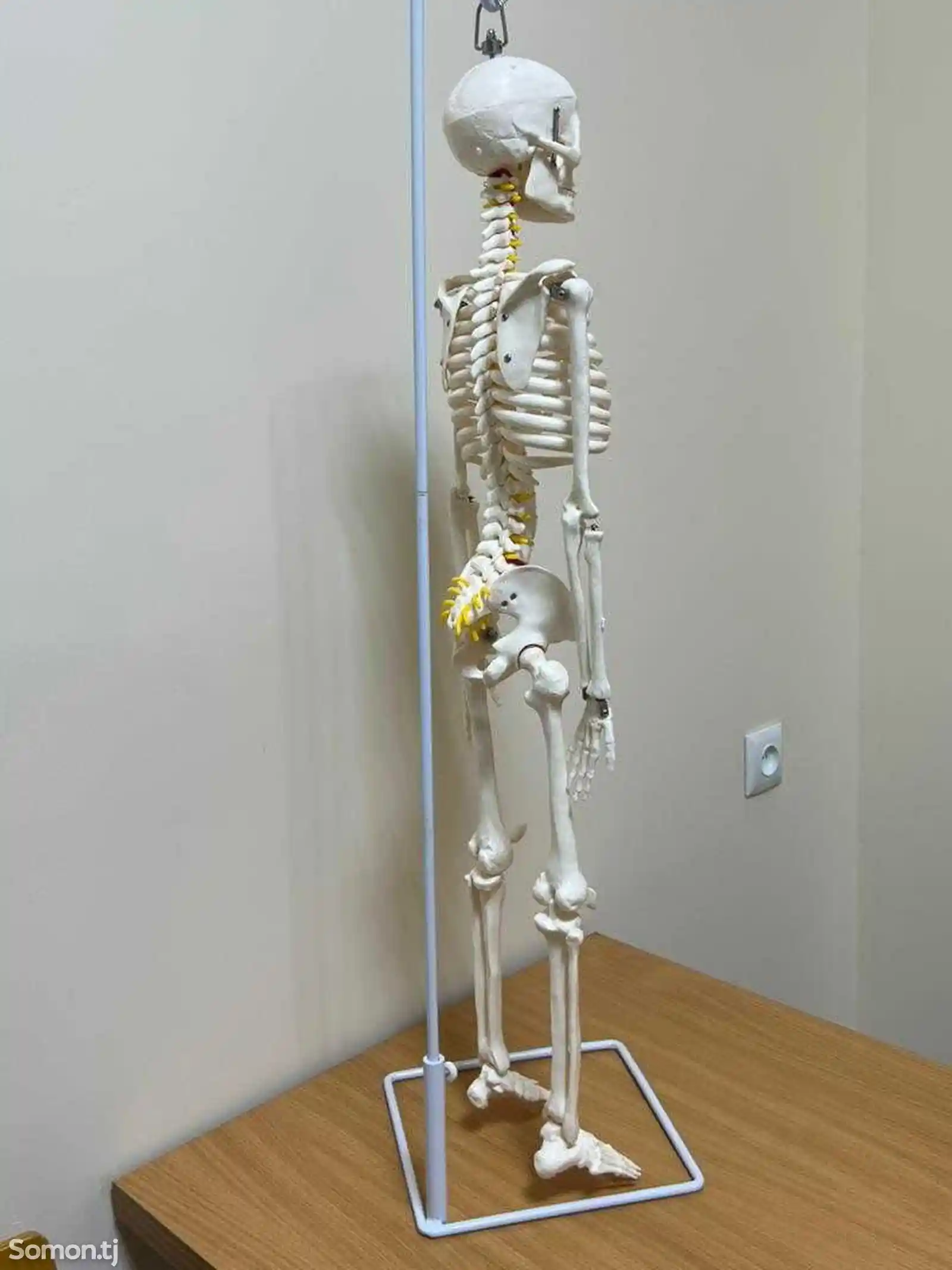 Анатомический скелет человека-2