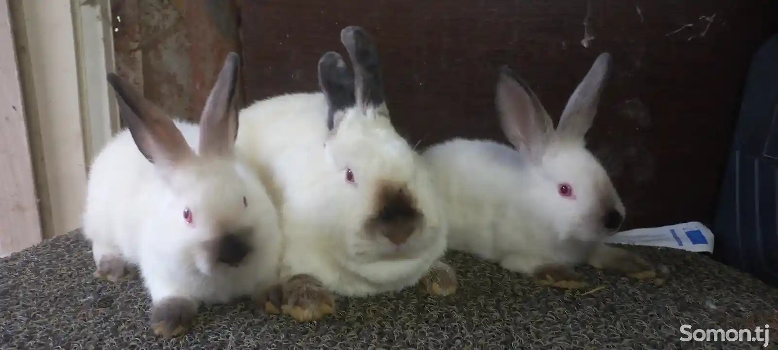 Кролики НЗБ-5