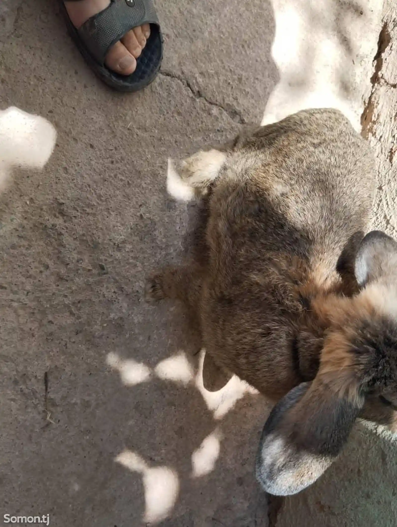 Кролик породы Французский баран-2