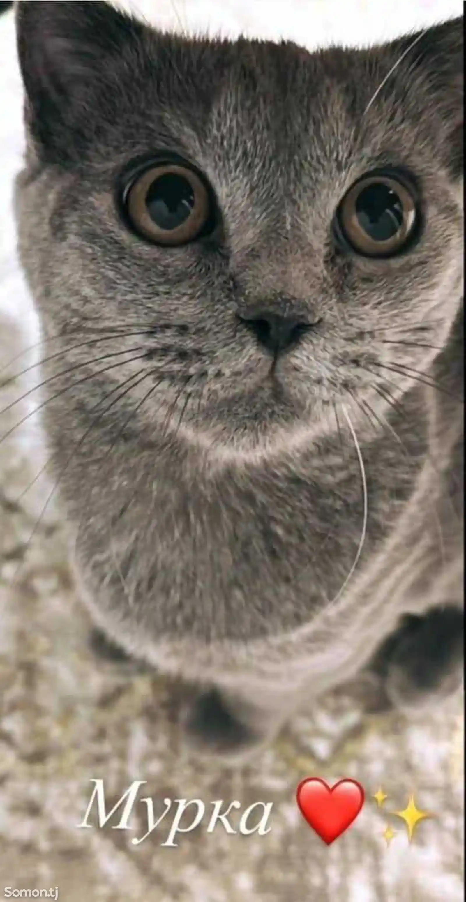 Шотланская кошка-3