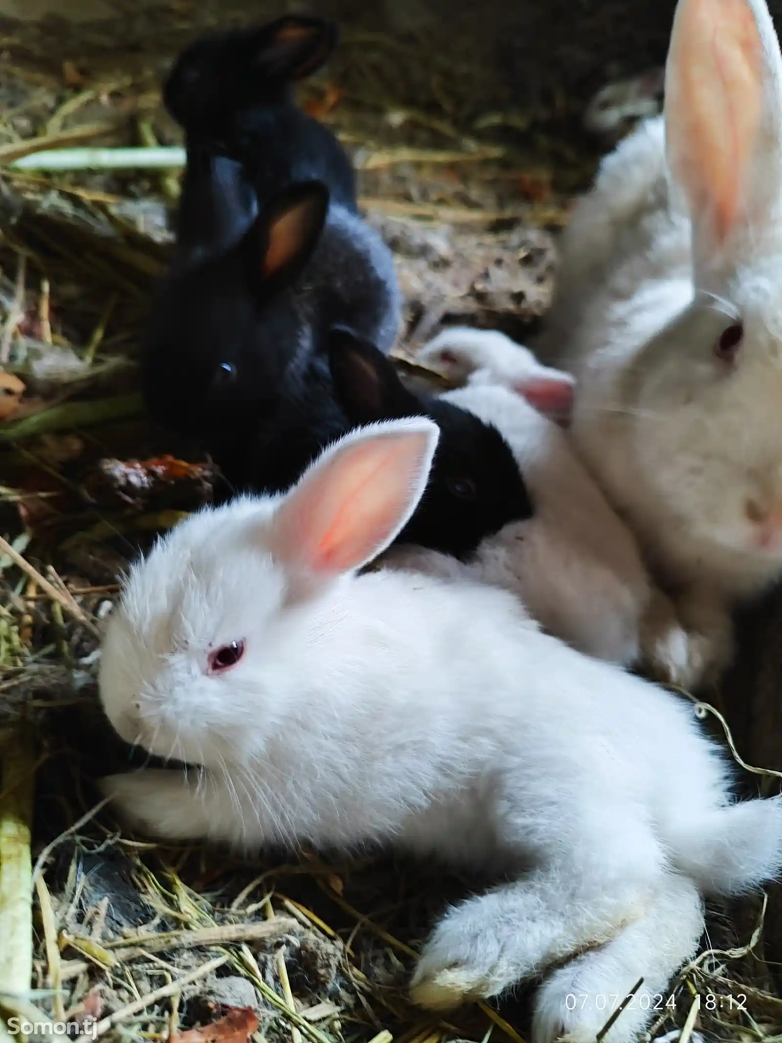 Кролики маленькие-1