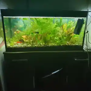 аквариум с живыми растениями рыбками и растениями