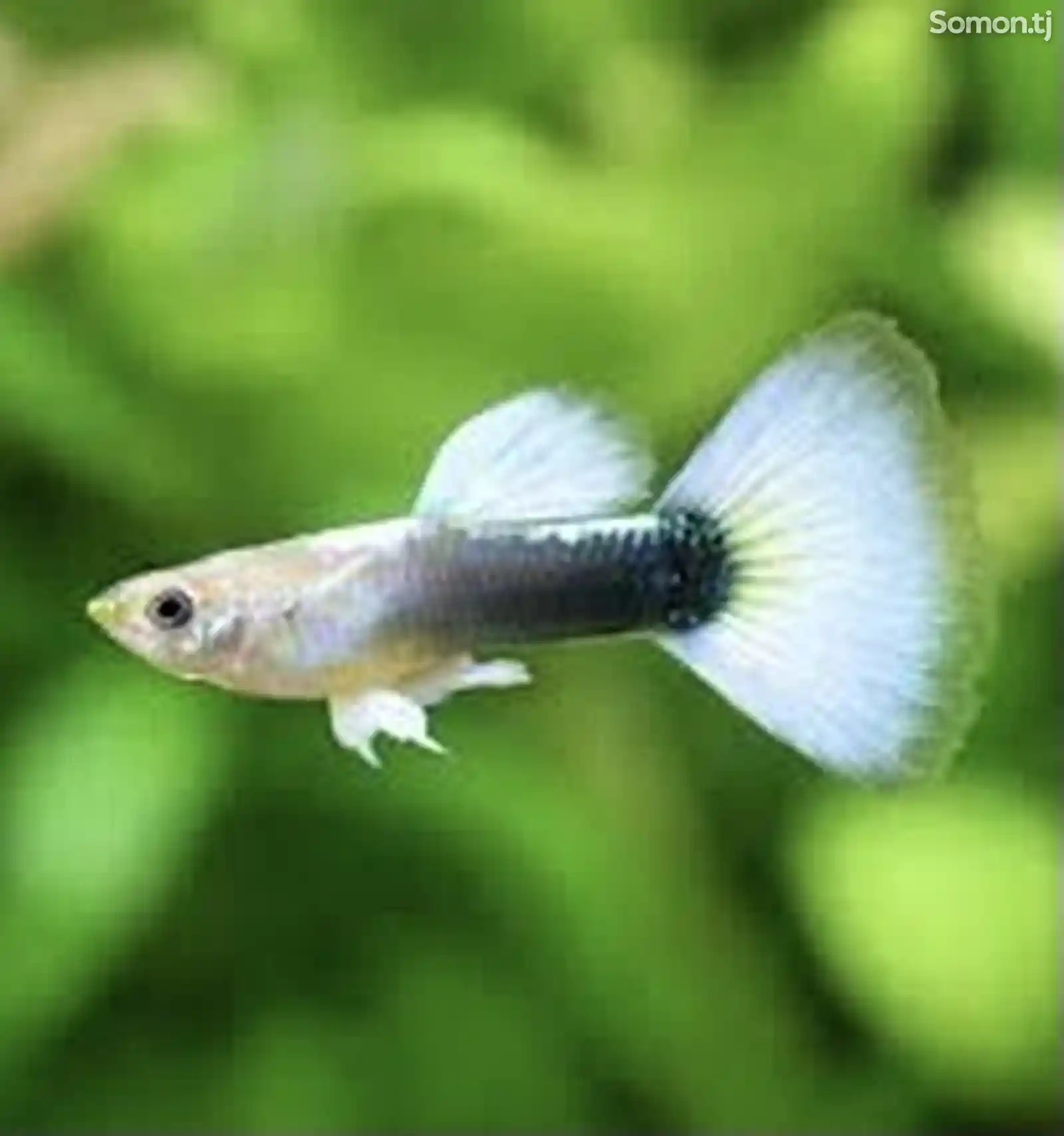 Рыбка Гуппи-2