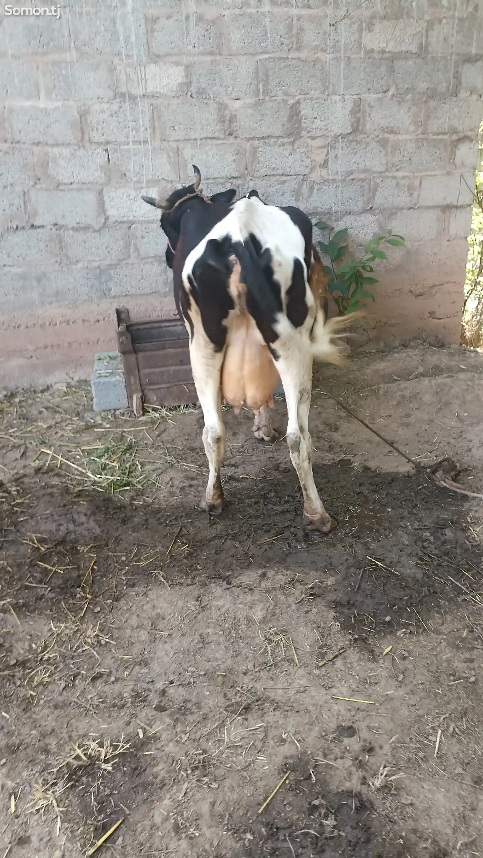 Корова черно-пестрая-8