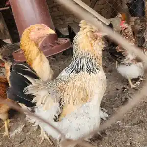 Яйца домашних кур для инкубации