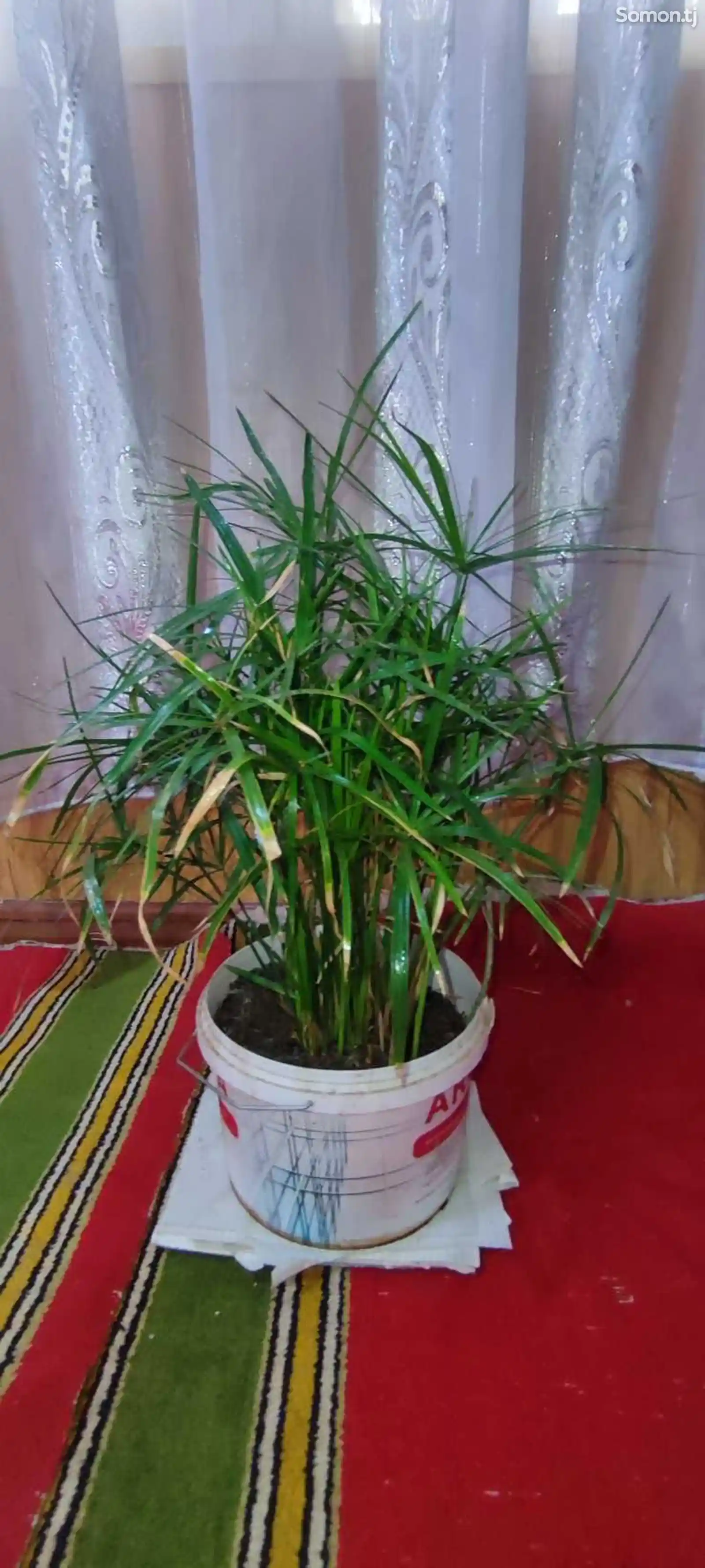 Комнатное растение Циперус-4