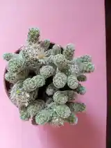 Кактус Mammillaria gracilis fragilis-4